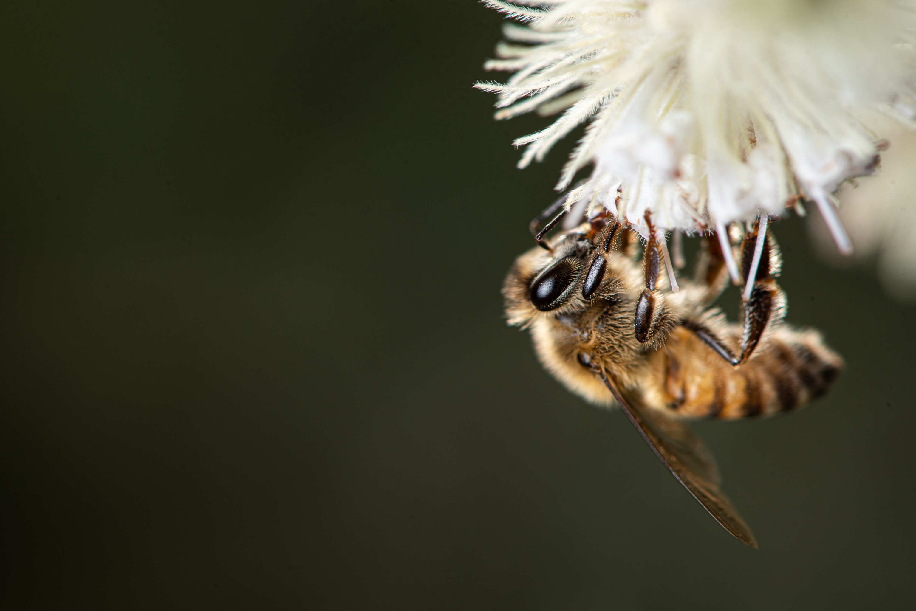 A honey bee collects pollen from a white flower.