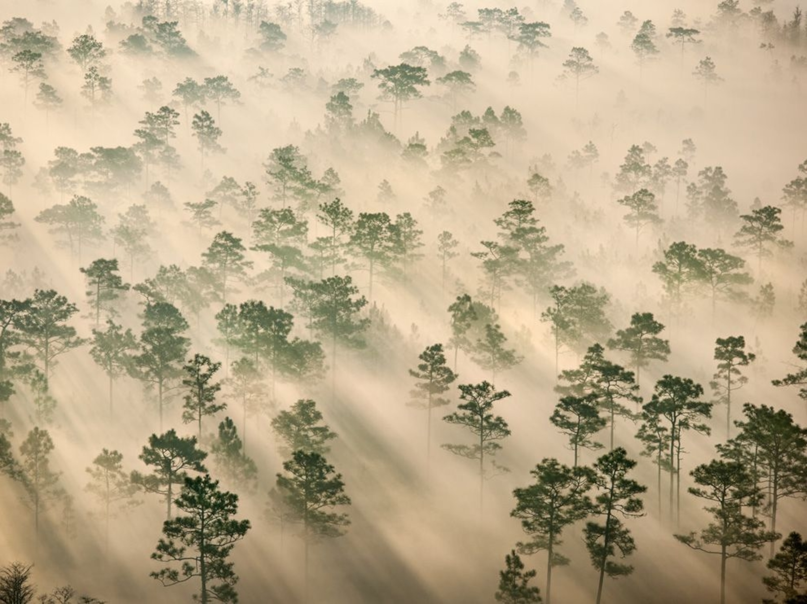 Disney Wilderness Preserve