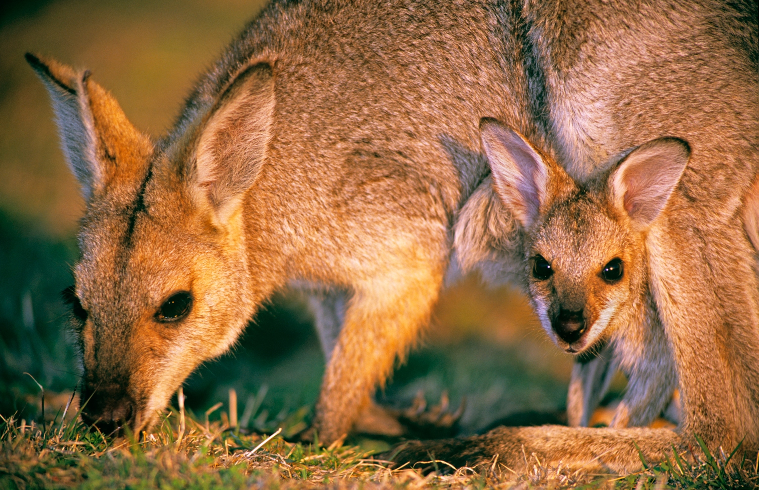 a red neck wallaby and its baby