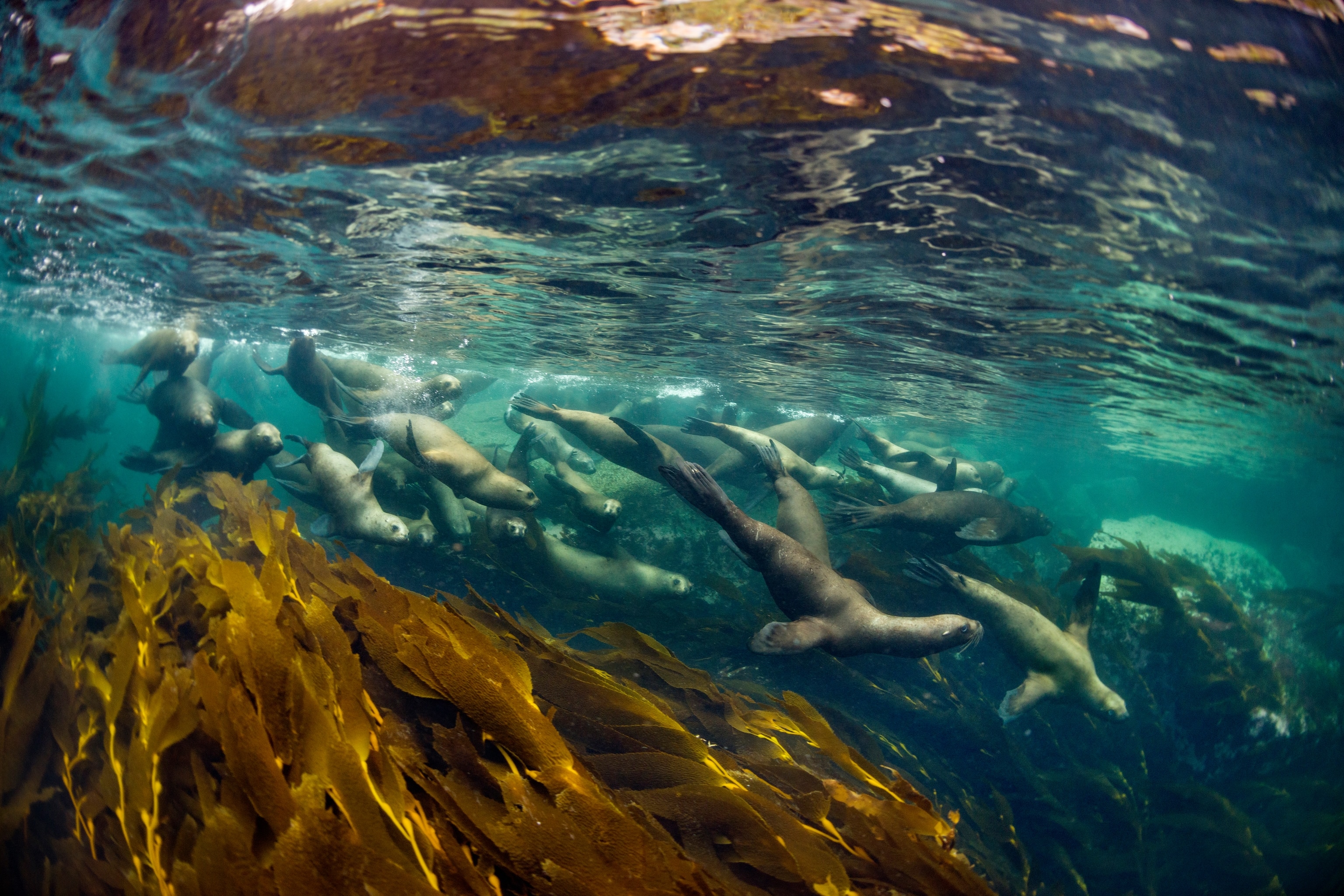 South American sea lions (Otaria flavescens) congregate in Francisco Coloane Marine Park in the Chilean fjords. The park also provides refuge for humpback whales to rest and feed as they migrate annually between the Colombian coast and the waters of Patagonia.