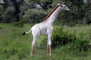 Albino Animals Rare Albino Animals From Around The World Daily Sabah