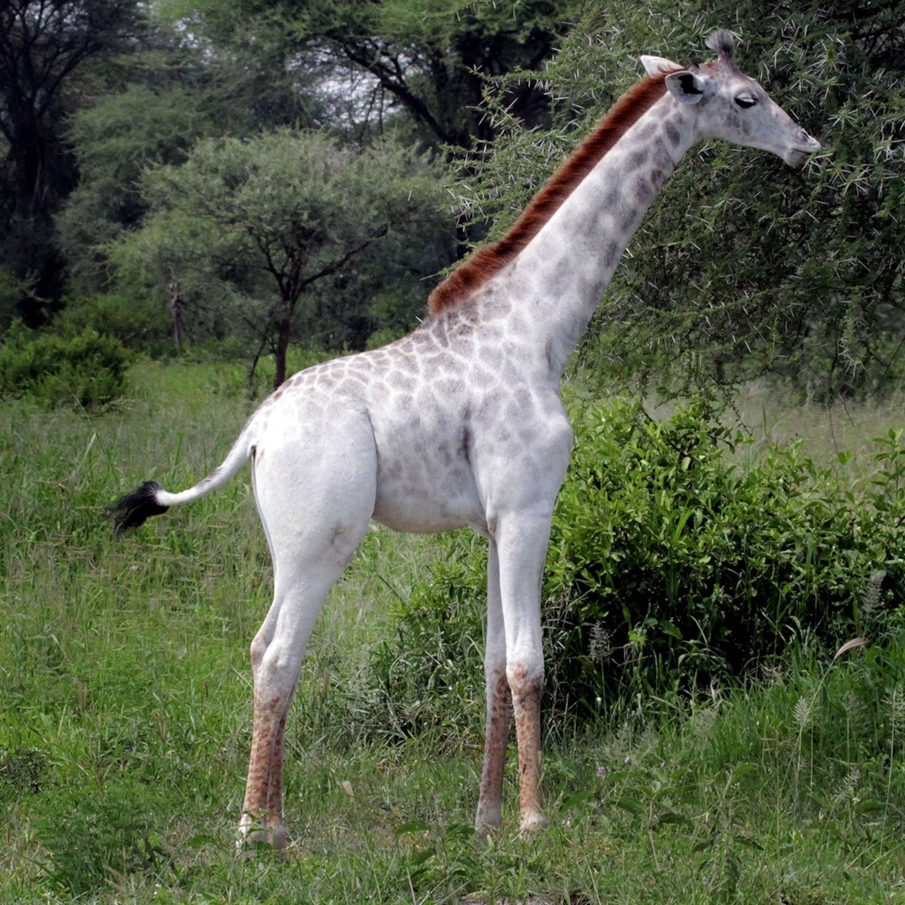 leucistic animals