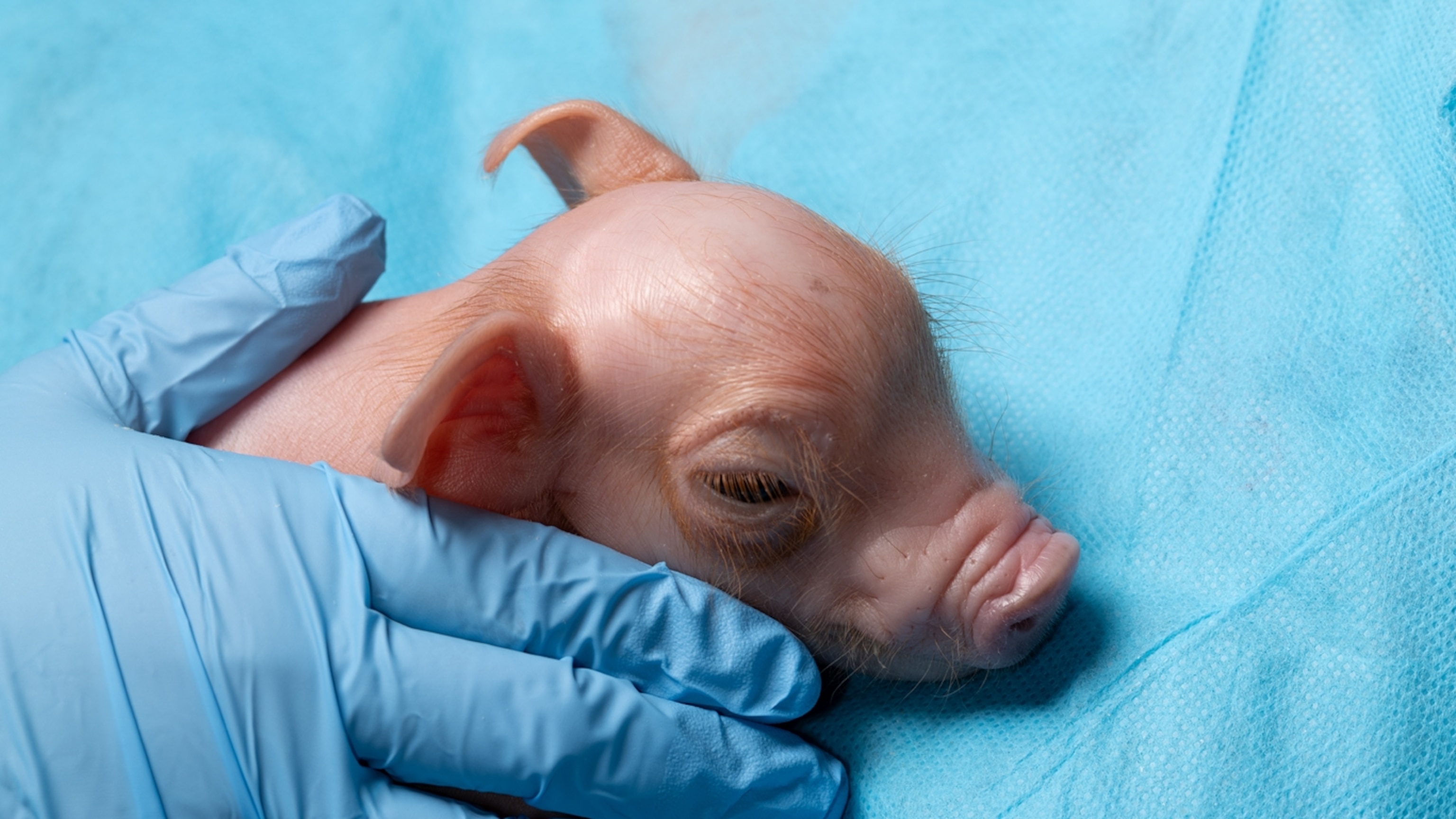 Inside the secret lab where pig organs are being grown for humans