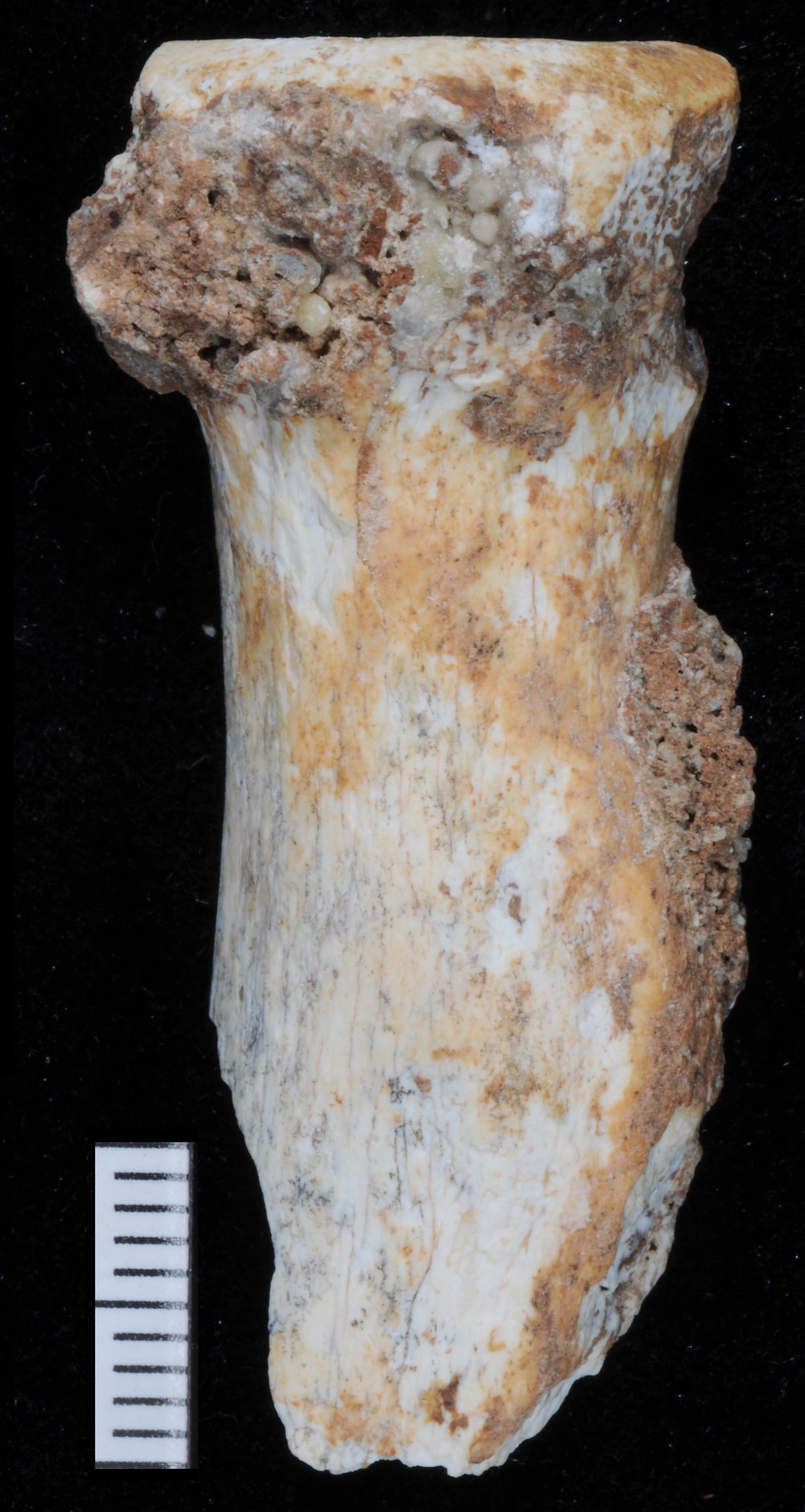 Pale gray and brown fossil on a black background
