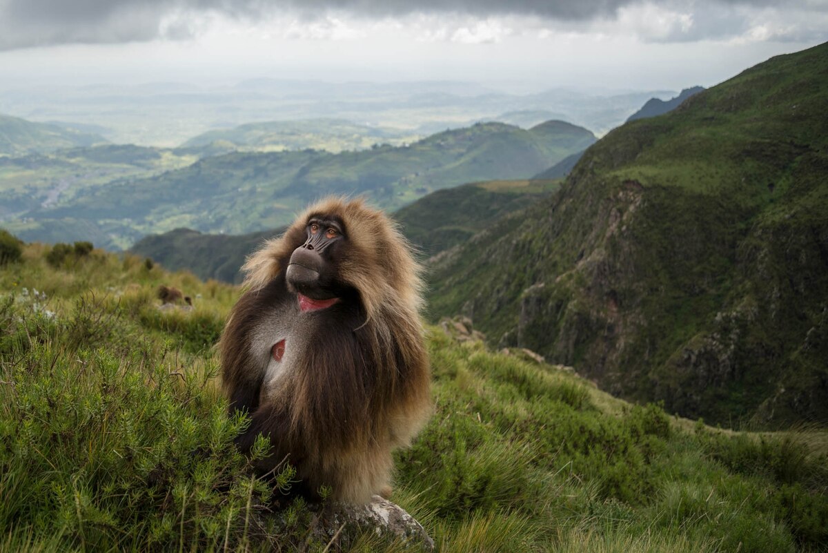 Where the World’s Only GrassEating Monkeys Thrive