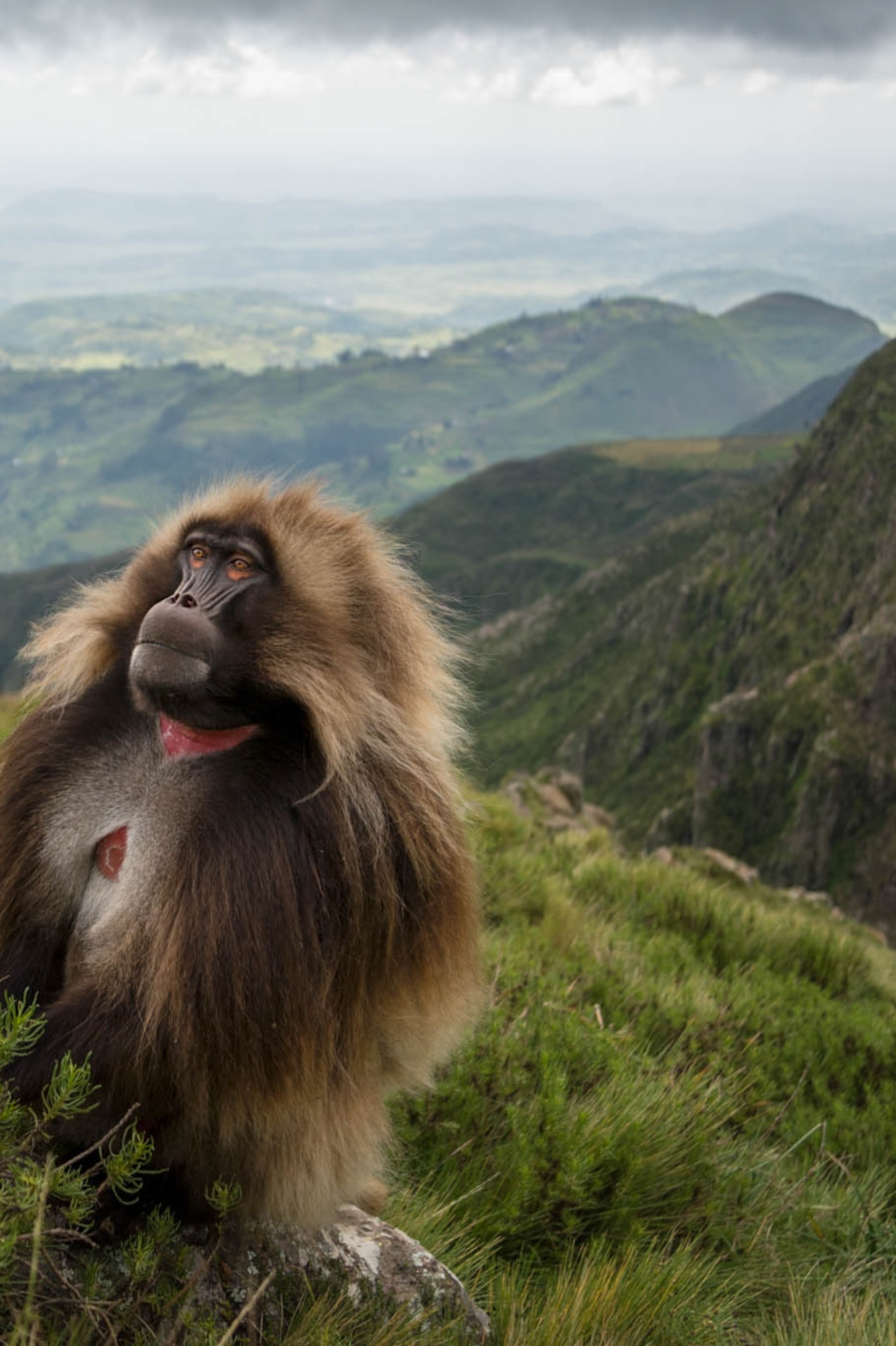 where the world s only grass eating monkeys thrive