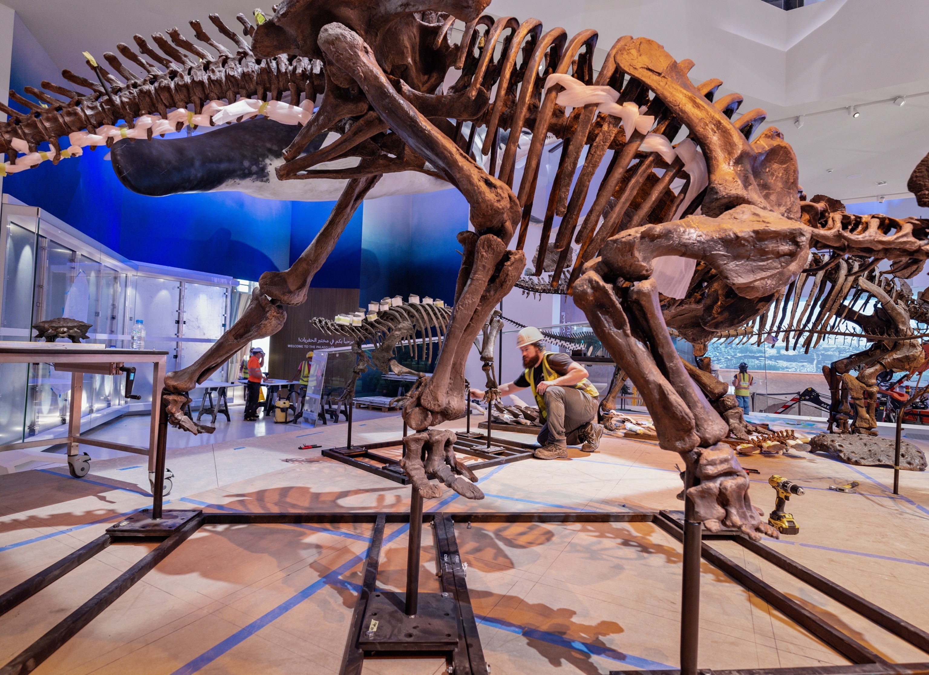 A display featuring multiple allosaurus skeletons and contractors working on setting them up.