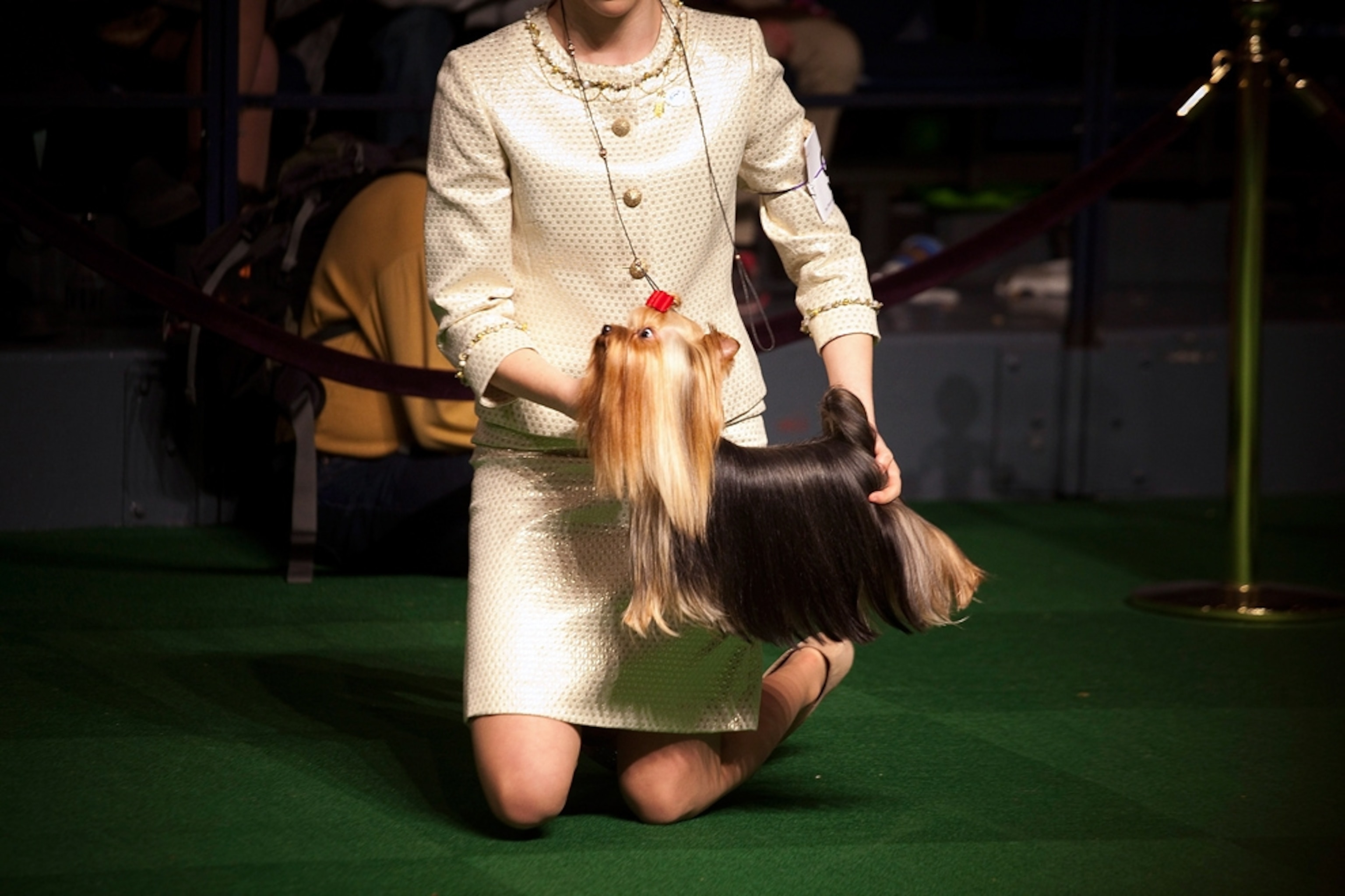 Dog show picture: woman holds a Yorkshire terrier