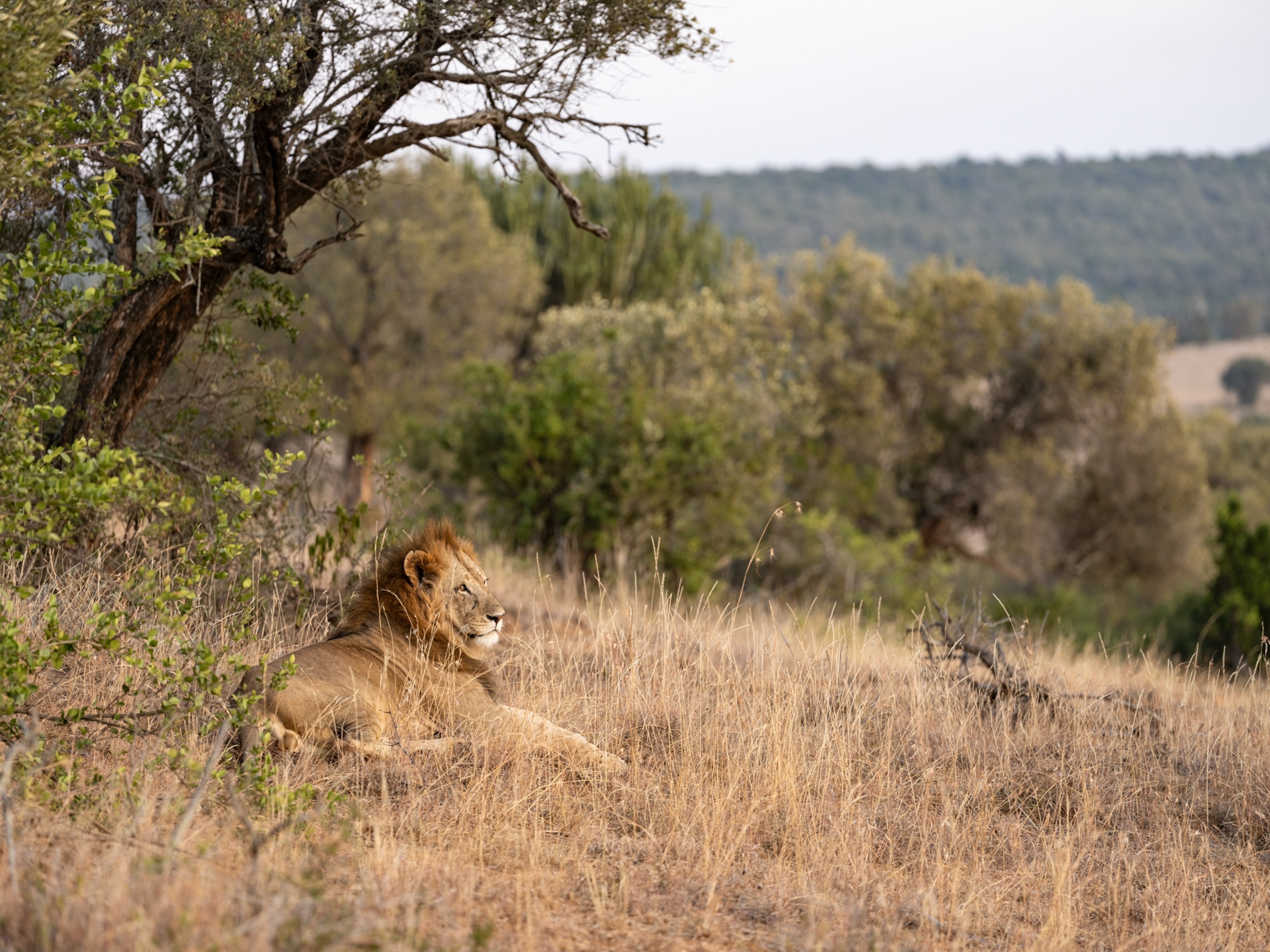 A dominant male lion lies down in the grasses at dusk on Borana Conservancy, Kenya