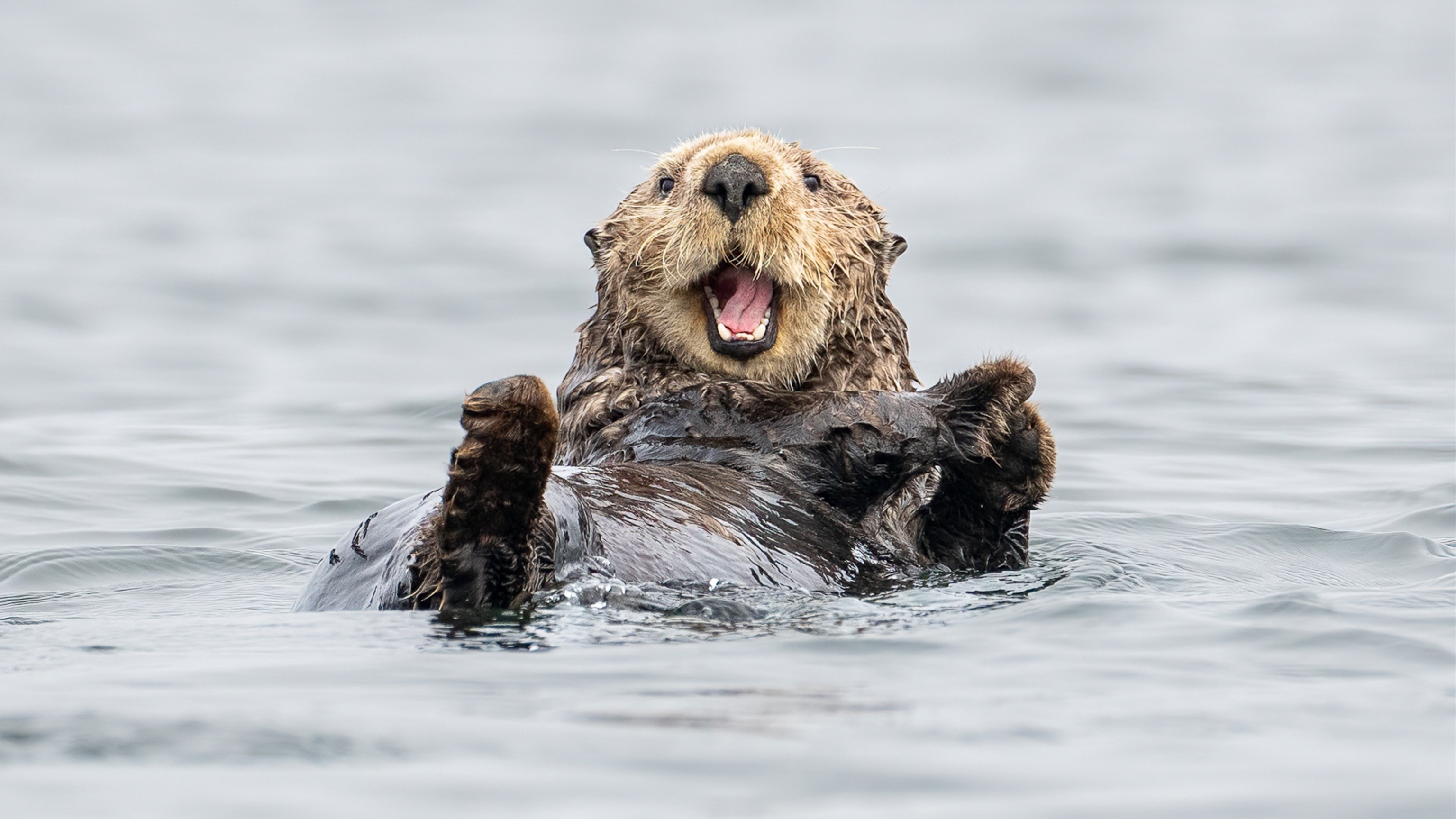 Canada's best wildlife encounters on a small-ship cruise of British Colombia - Vimarsana News