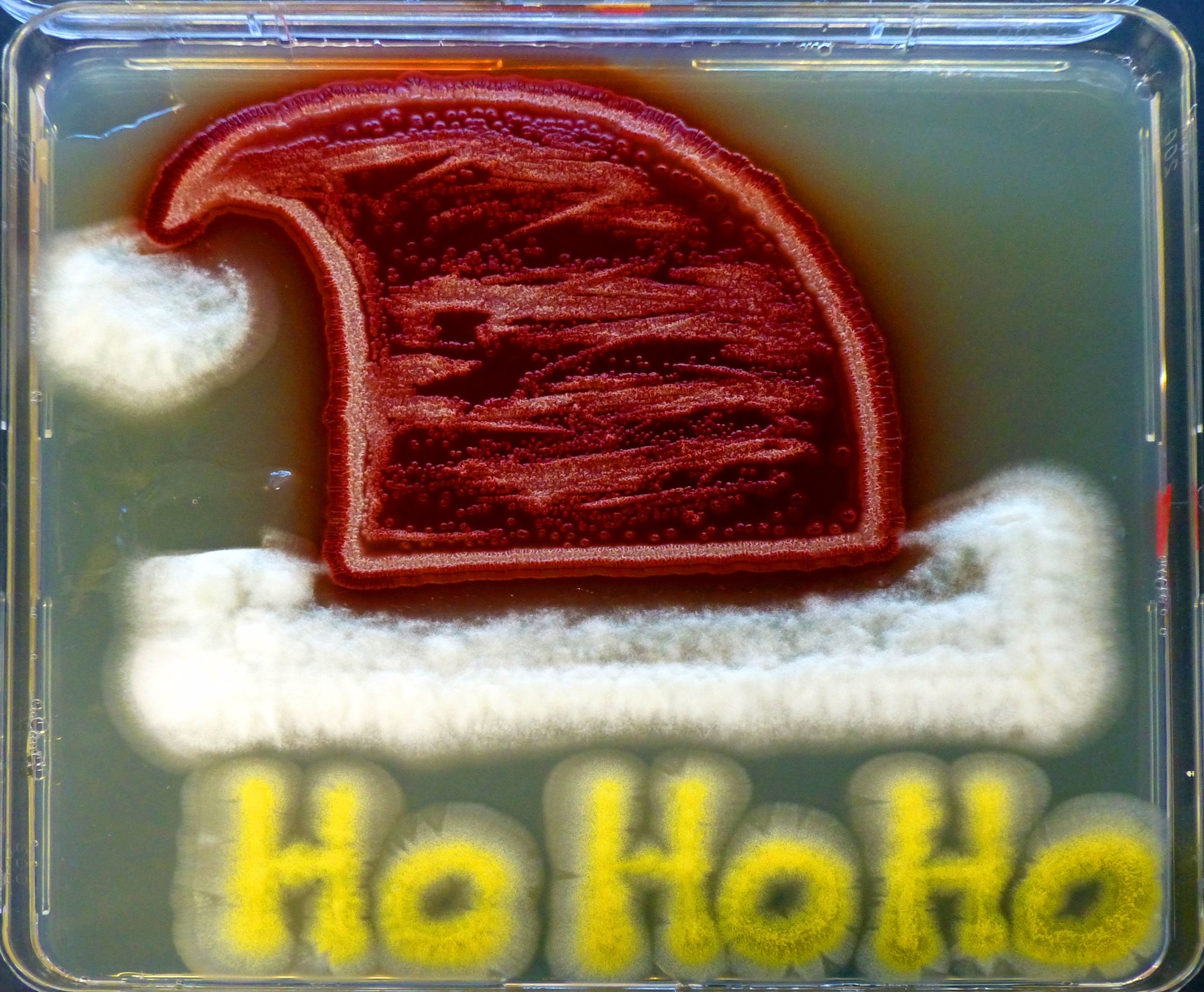 a Santa hat made from fungi