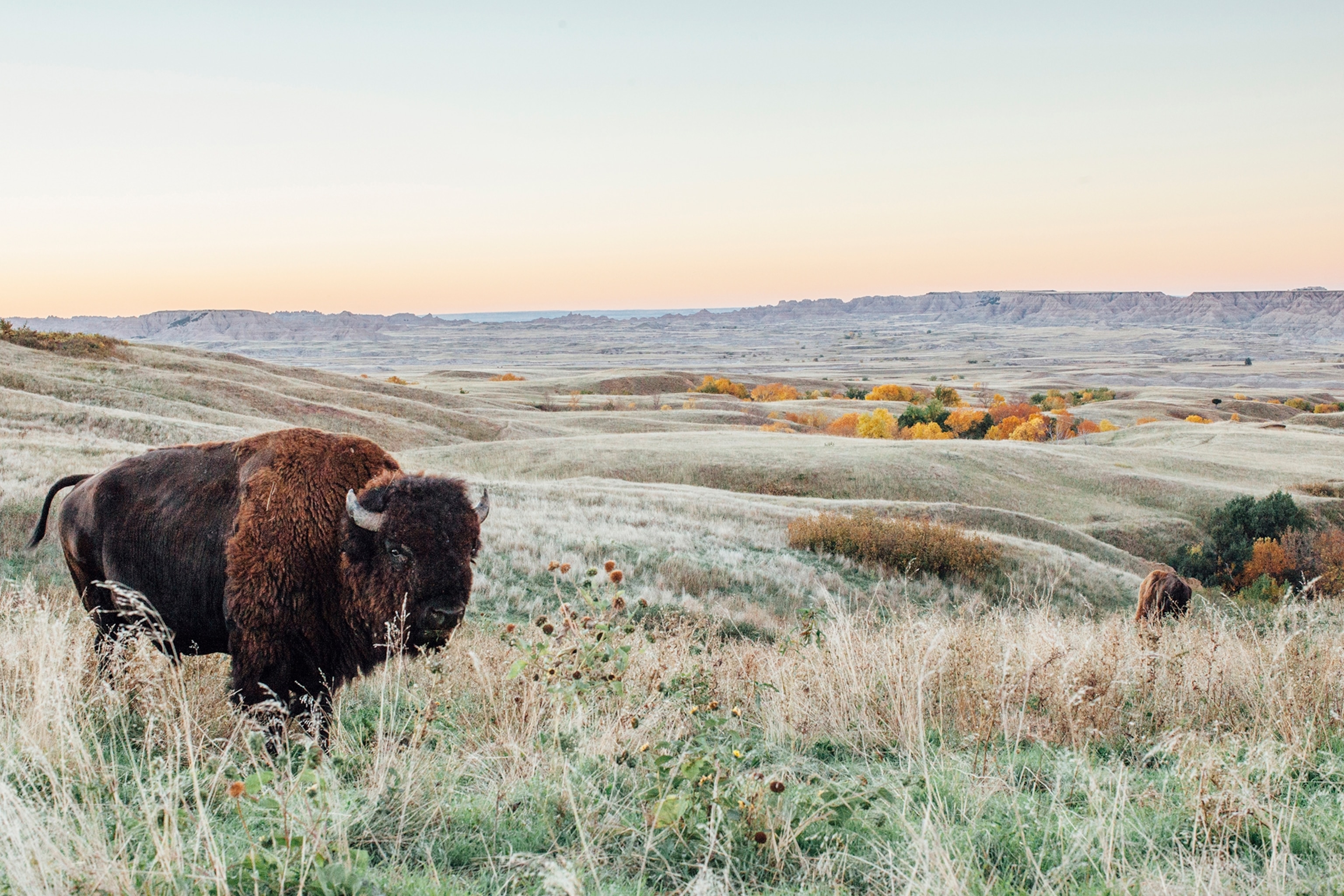 An American bison stands alone in a field at sunrise in Custer State Park.