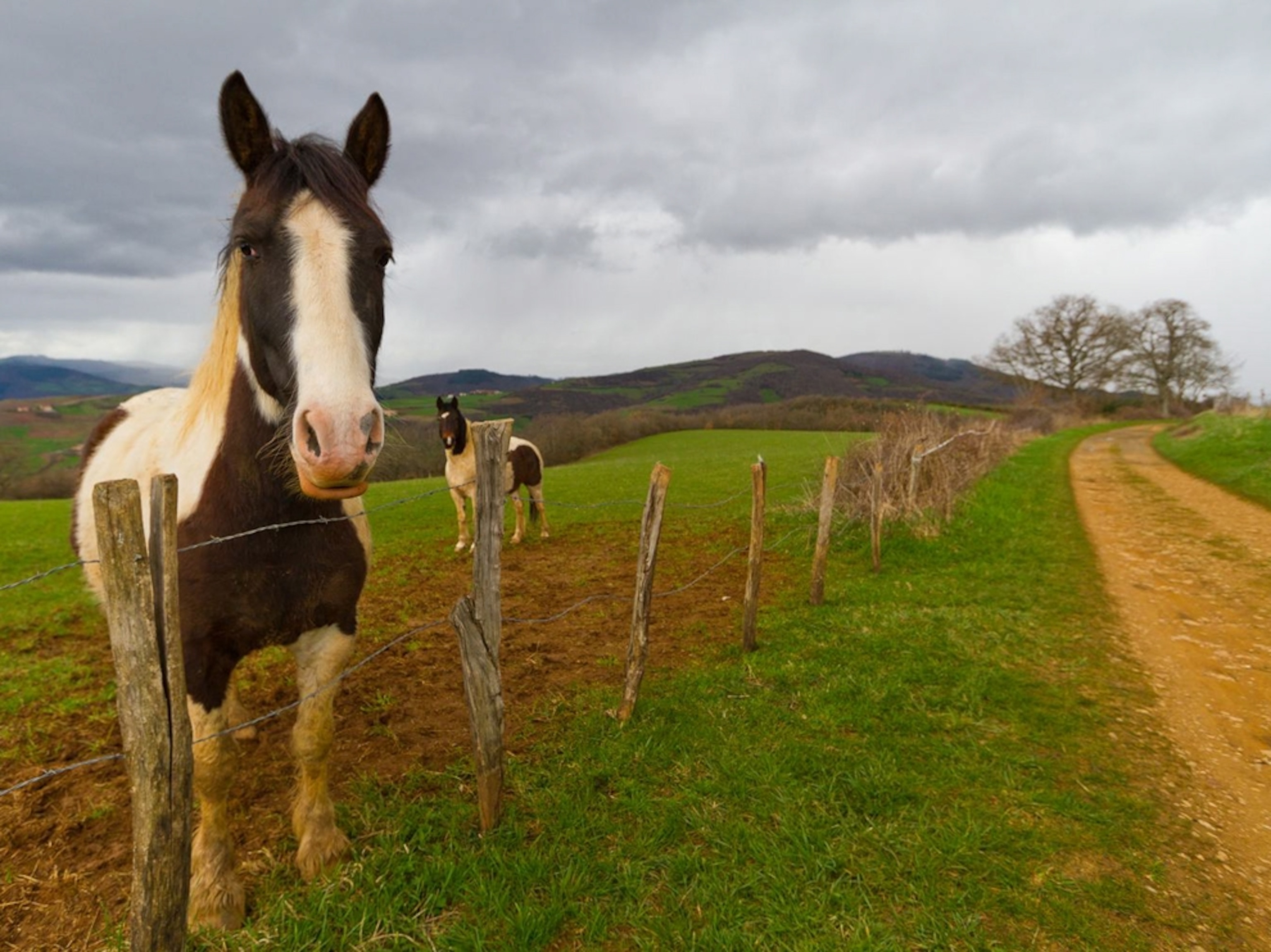 a horse on the Beaujolais wine route