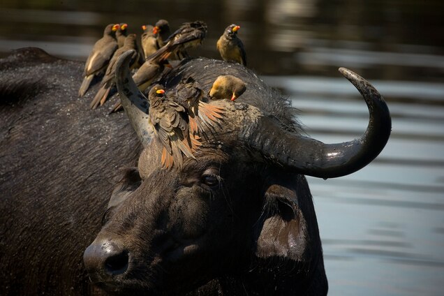 Birds Sleep in Giraffe Armpits, New Photos Reveal Yellow-billed oxpeckers sit on the head of a water buffalo. Photograph by Beverly Joubert, National Geographic Creative