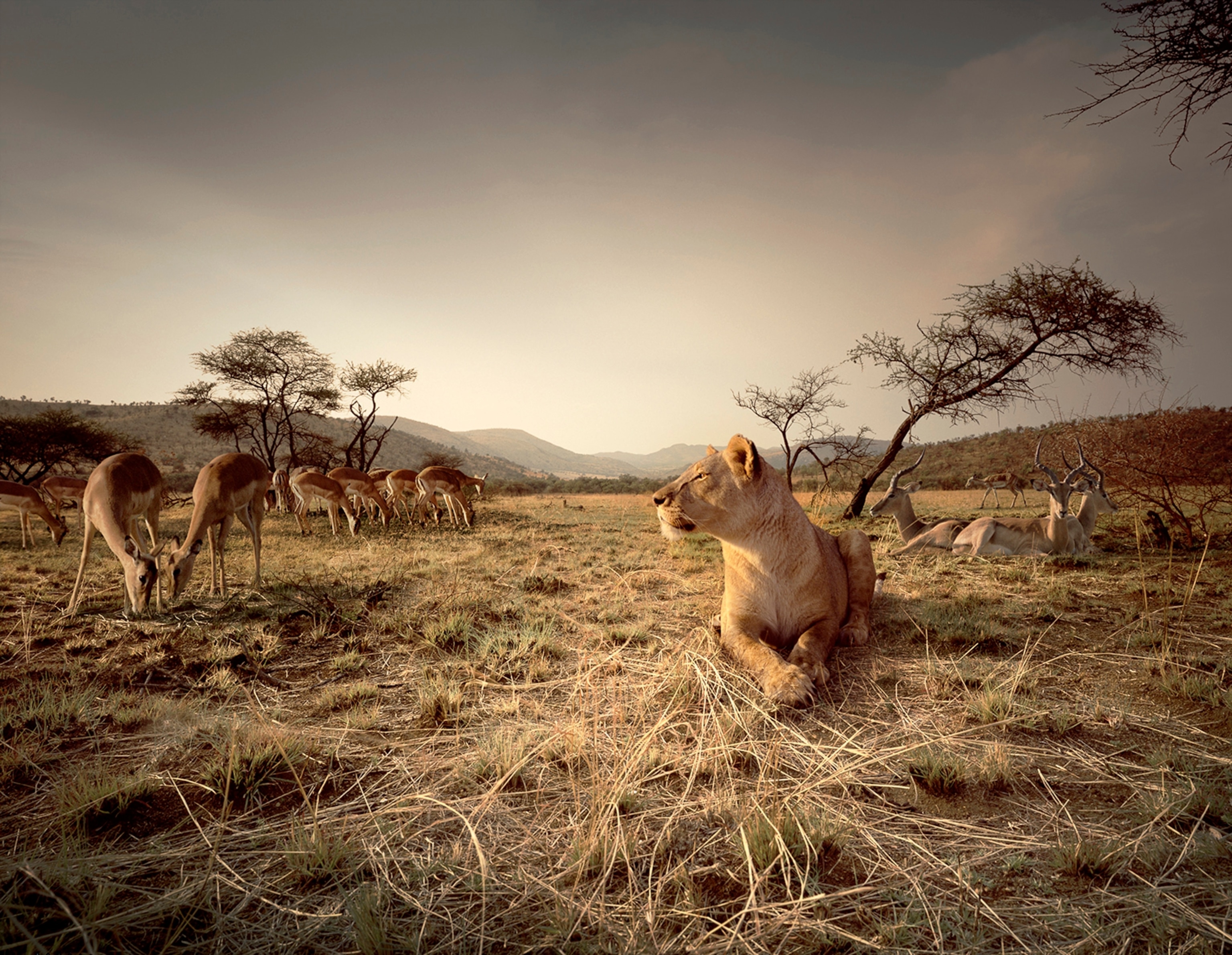 Lion in Kenya.