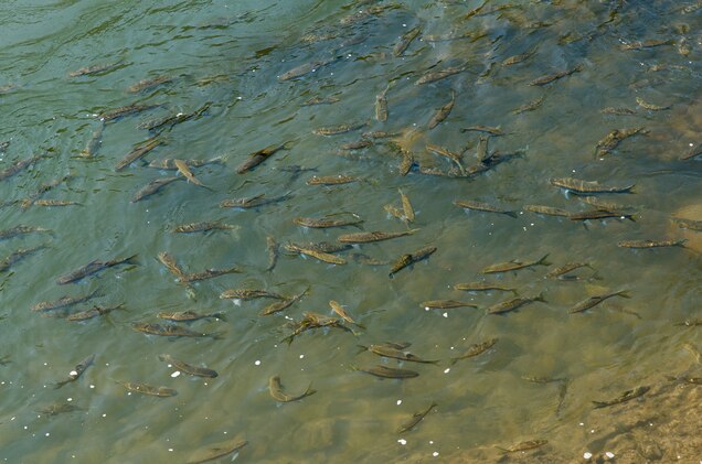 freshwater-reserves-community-reserve.jpg?w=636&h=421