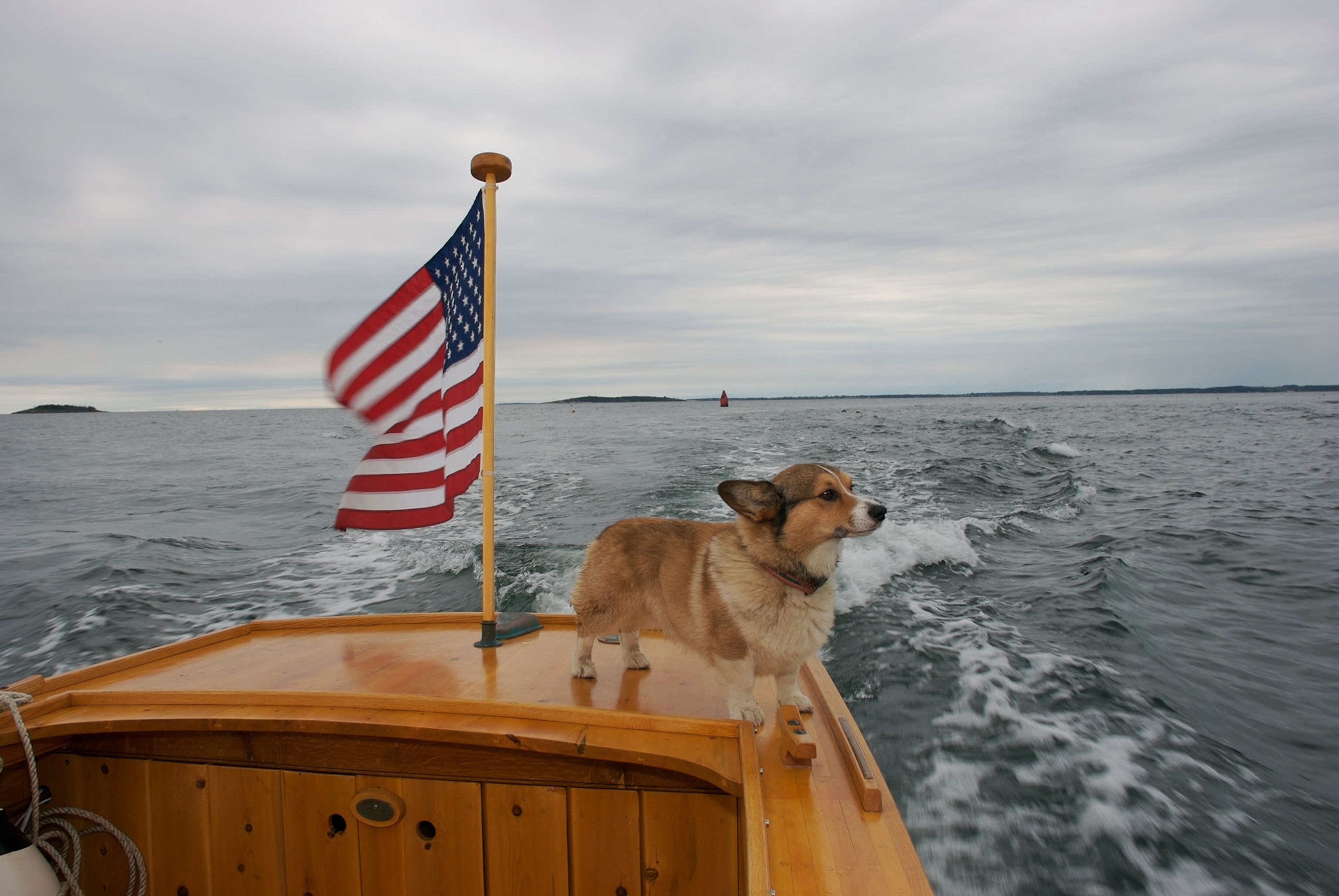 a corgi on the back of a yacht