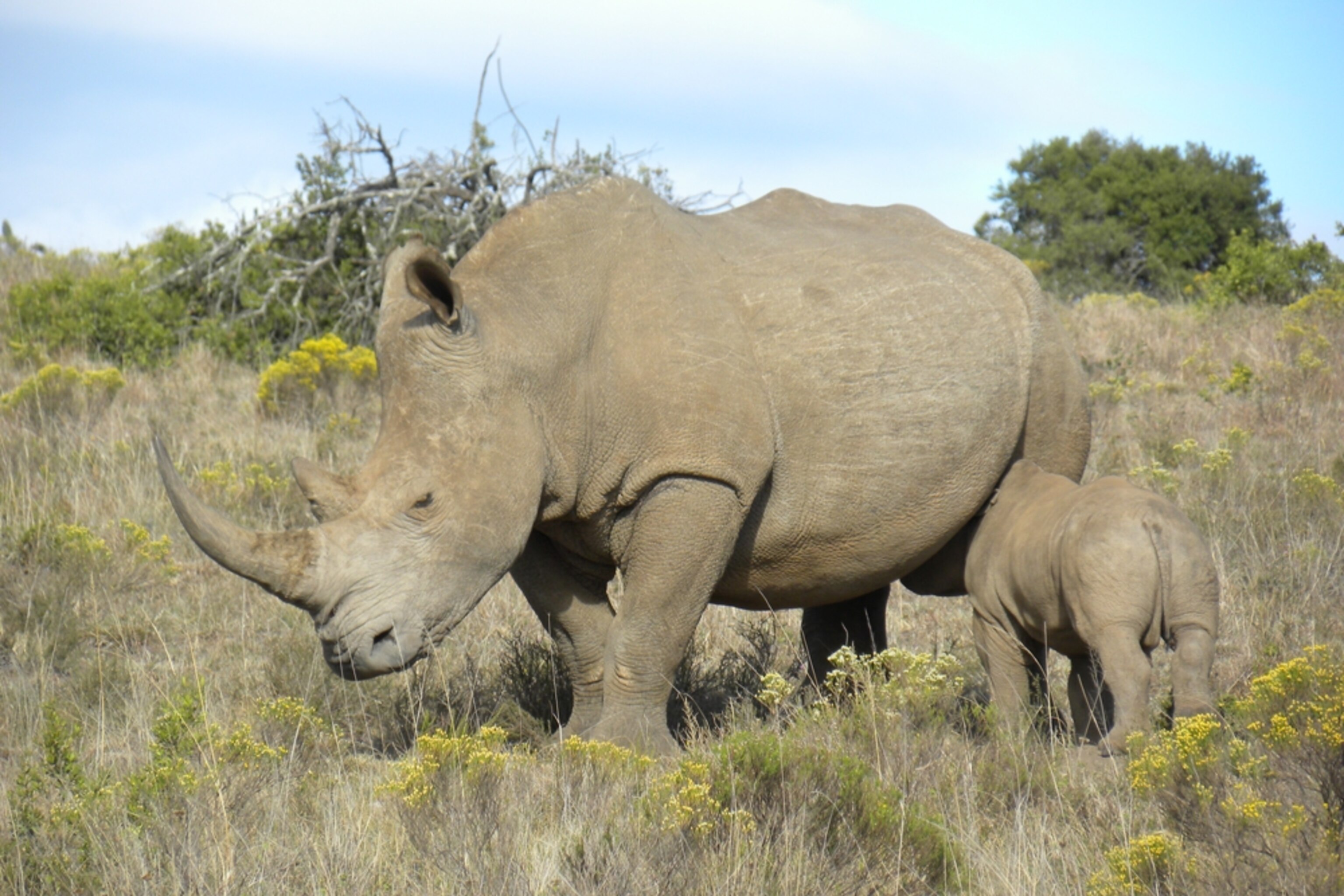 The baby rhino suckles from its mother. We saw this pair three times and each was an utter joy.