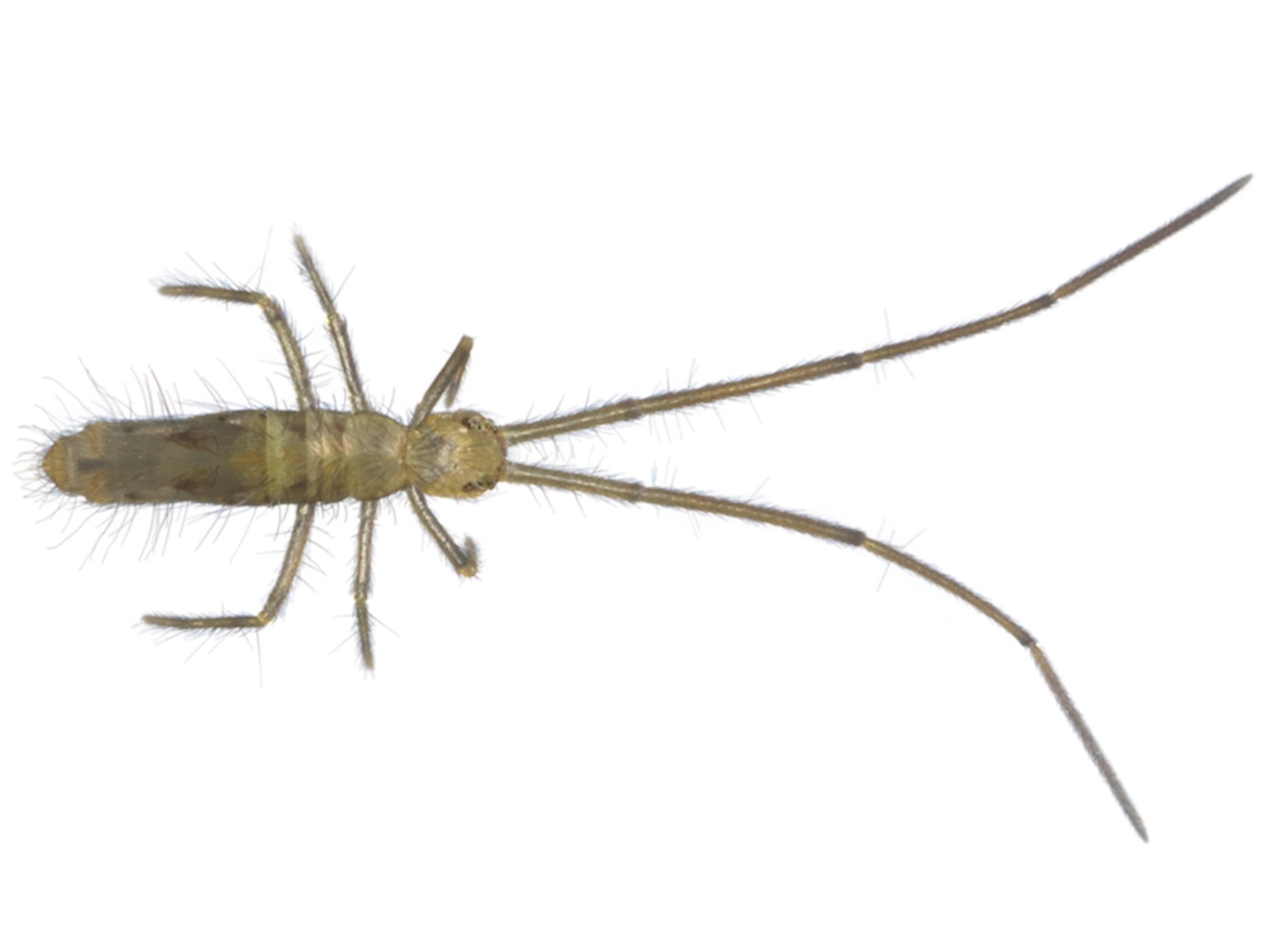 Common Name: Paronellid springtail, Scientific Name: Salina celebensis, Magnification: 5x,