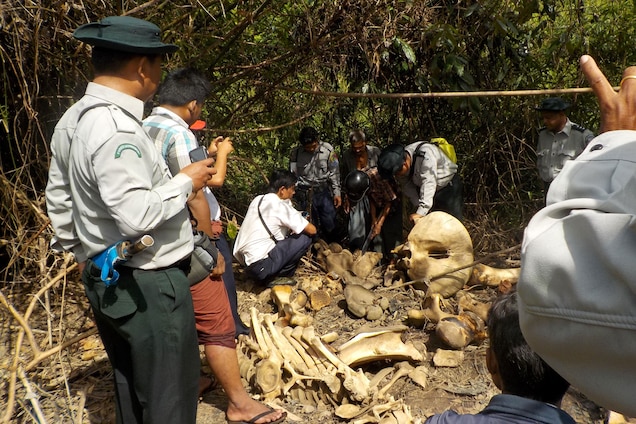 Asian Elephants Are Now Being Killed for Their Skin Earlier this year the stench of rotting flesh drew people from a nearby village to a riverbed in southwestern Myanmar. There they found the decaying bodies of 25 skinned elephants, along with bones and a cache of drying skins. Photograph courtesy Compass Films