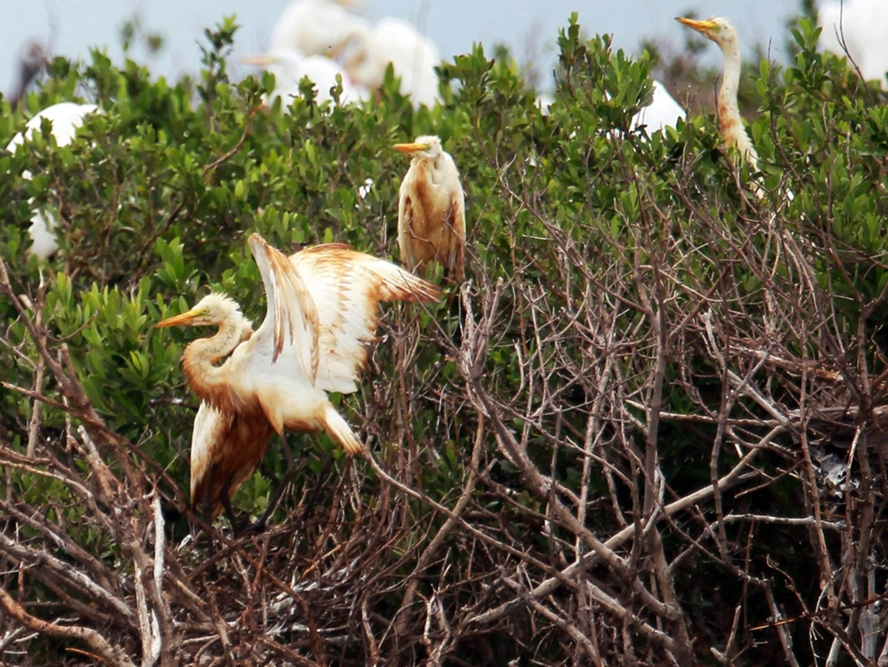 GRAND ISLE, LA - JUNE 28: Egrets with oil stained feathers from the Deepwater Horizon oil spill in the Gulf of Mexico stand on a barrier island in Cat Bay on June 28, 2010 near Grand Isle, Louisiana. According to reports June 28, analysts are saying the economic damage from the oil may not impact the U.S. economy beyond the Gulf rregion. Millions of gallons of oil have spilled into the Gulf since the April 20 explosion on the BP leased oil drilling platform. (Photo by Joe Raedle/Getty Images)