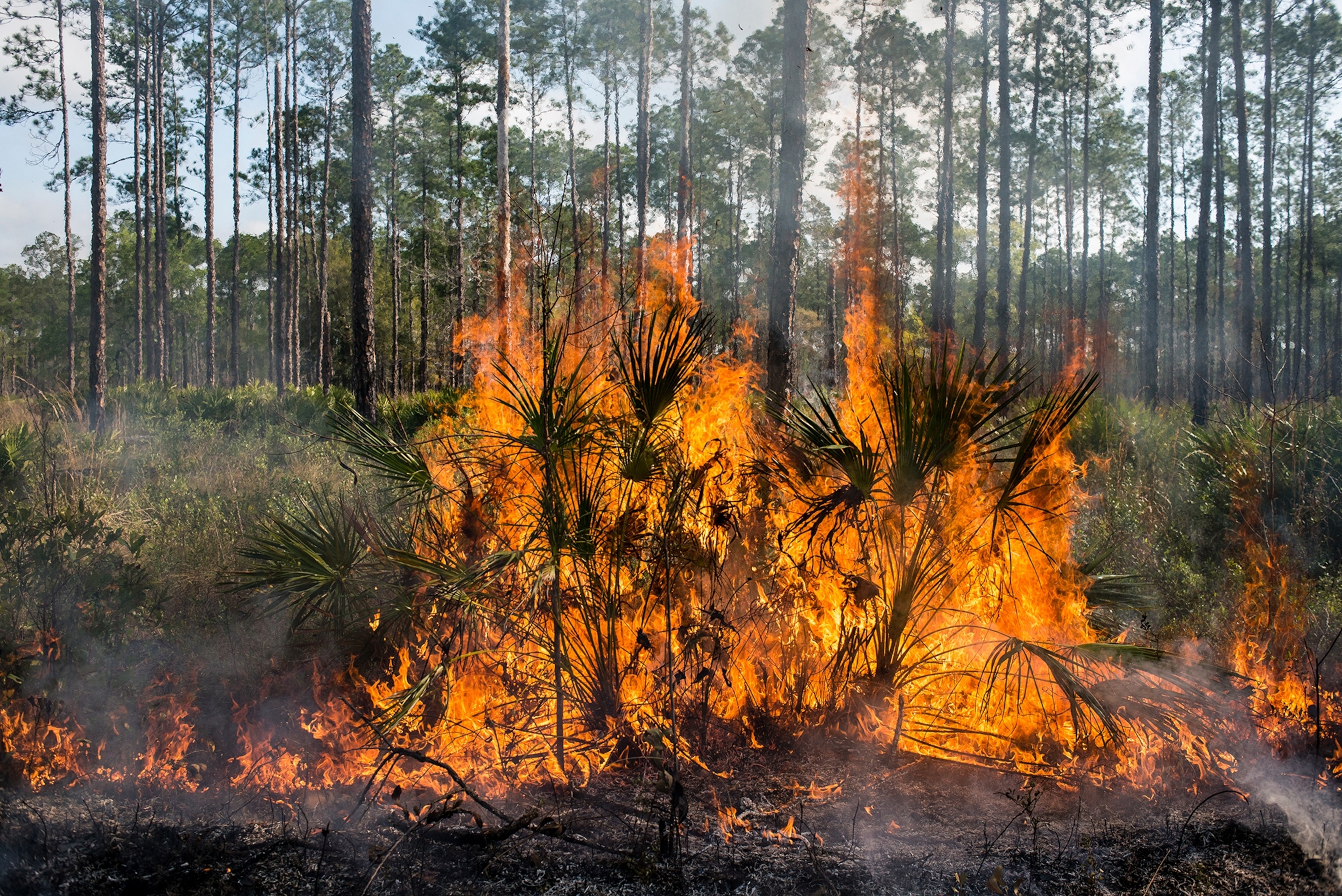 a palmetto plant on fire