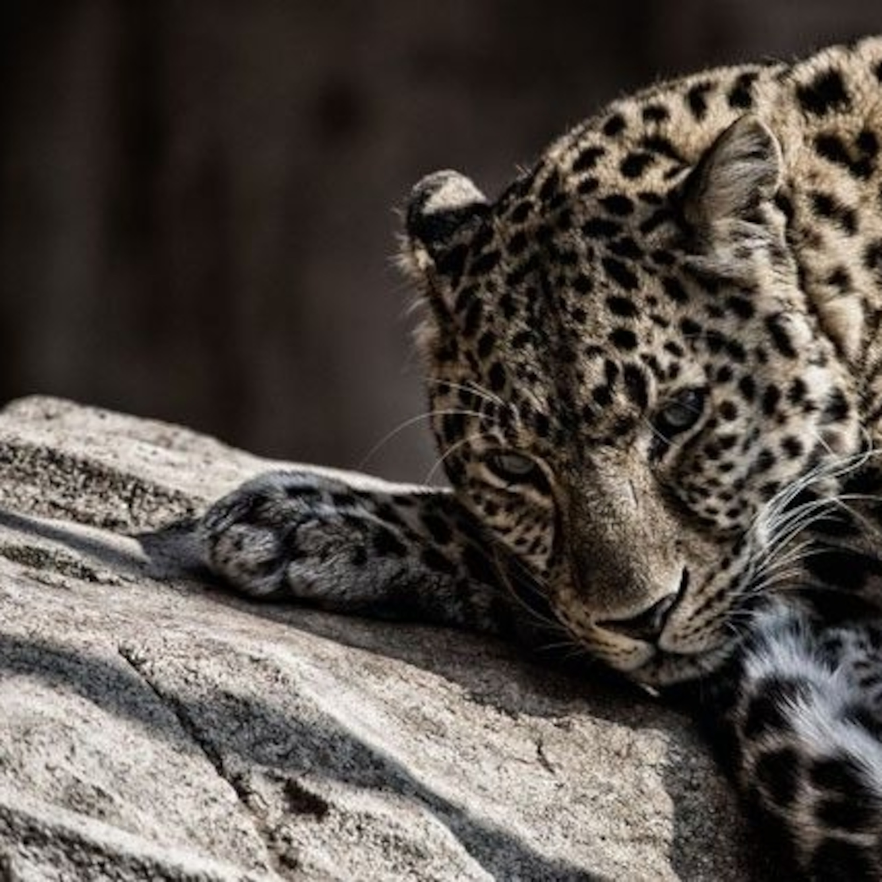 A2サイズ（約42x59cm）】【lh-poster-6715】Leopard ヒョウ レパード