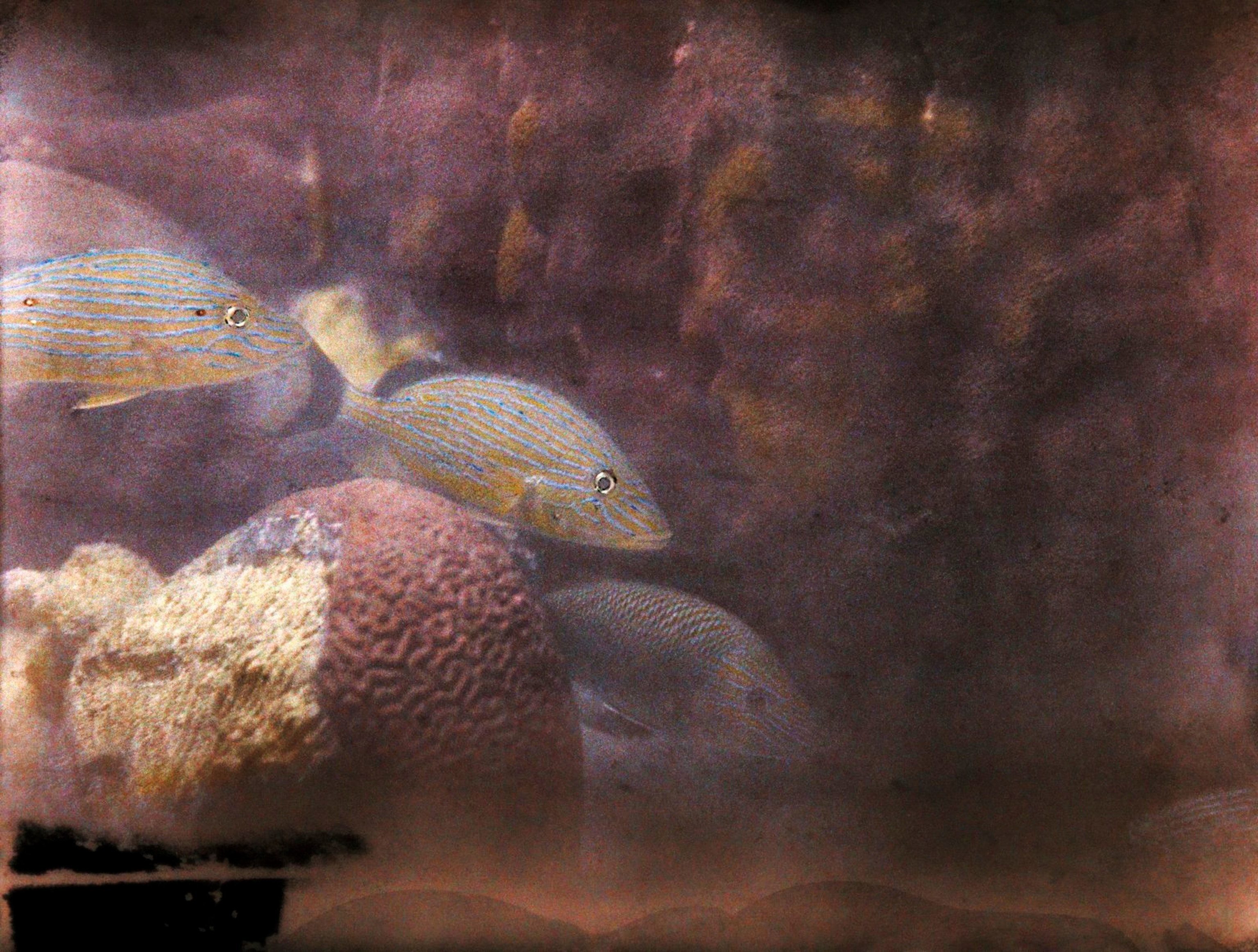 Grunts swim over a small head of brain coral.