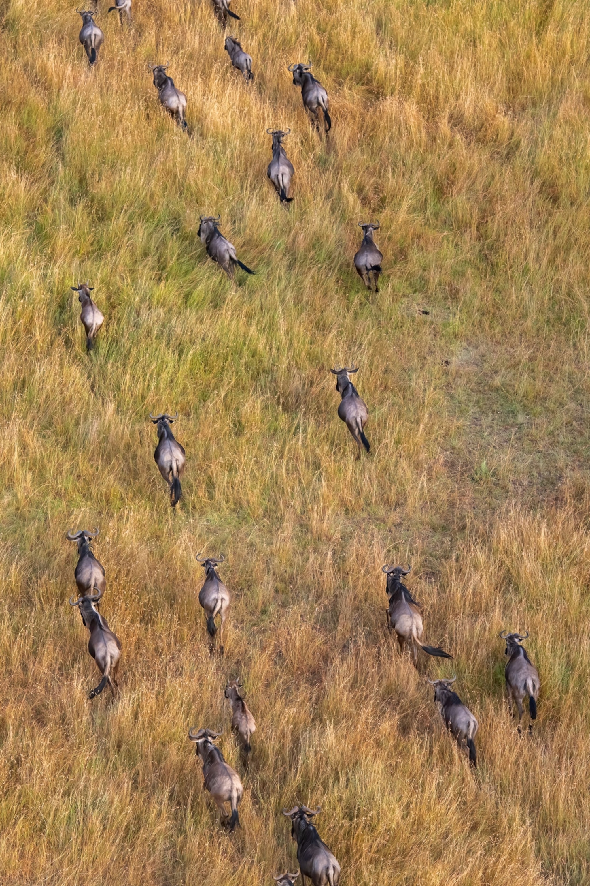 A group of wildebeest running in the savannah during the great migration taken from above with a hot air balloo