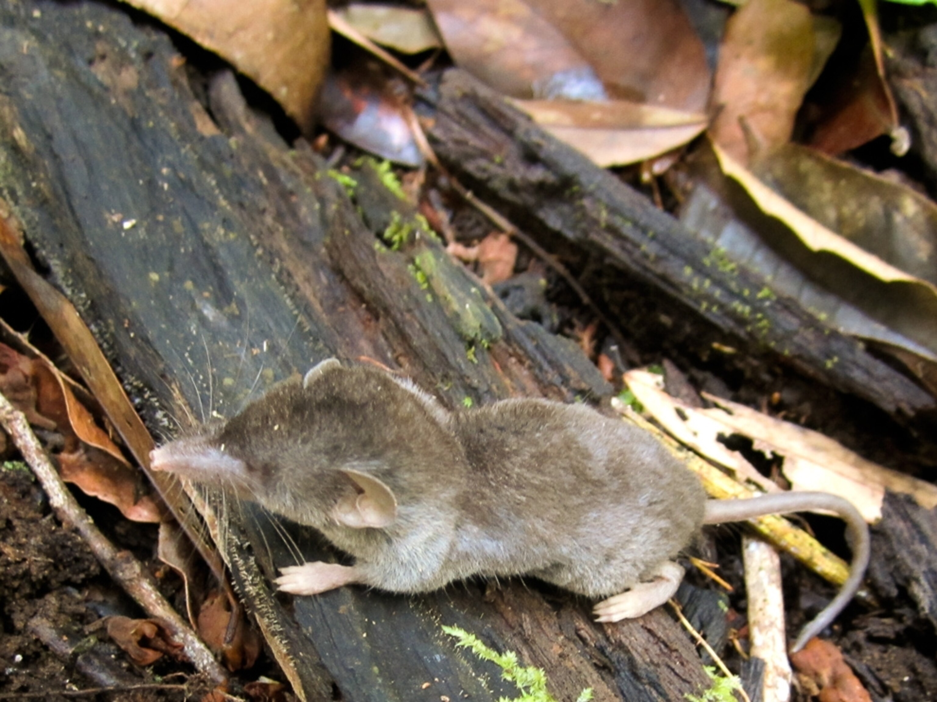 Shrew picture: potential new species in Indonesia