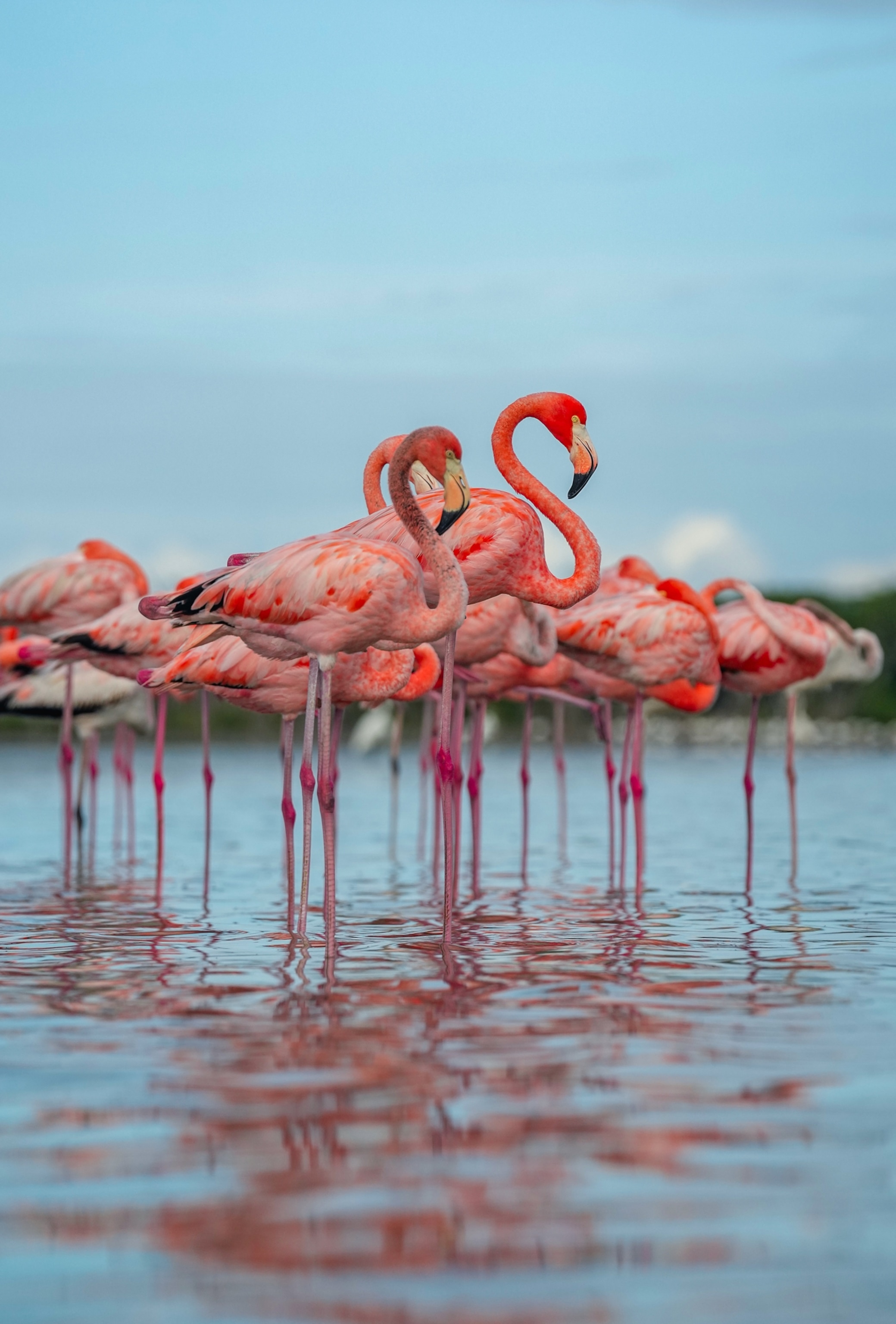 A flamboyance of flamingos stand in shallow water under a blue sky and mangroves are in the background.