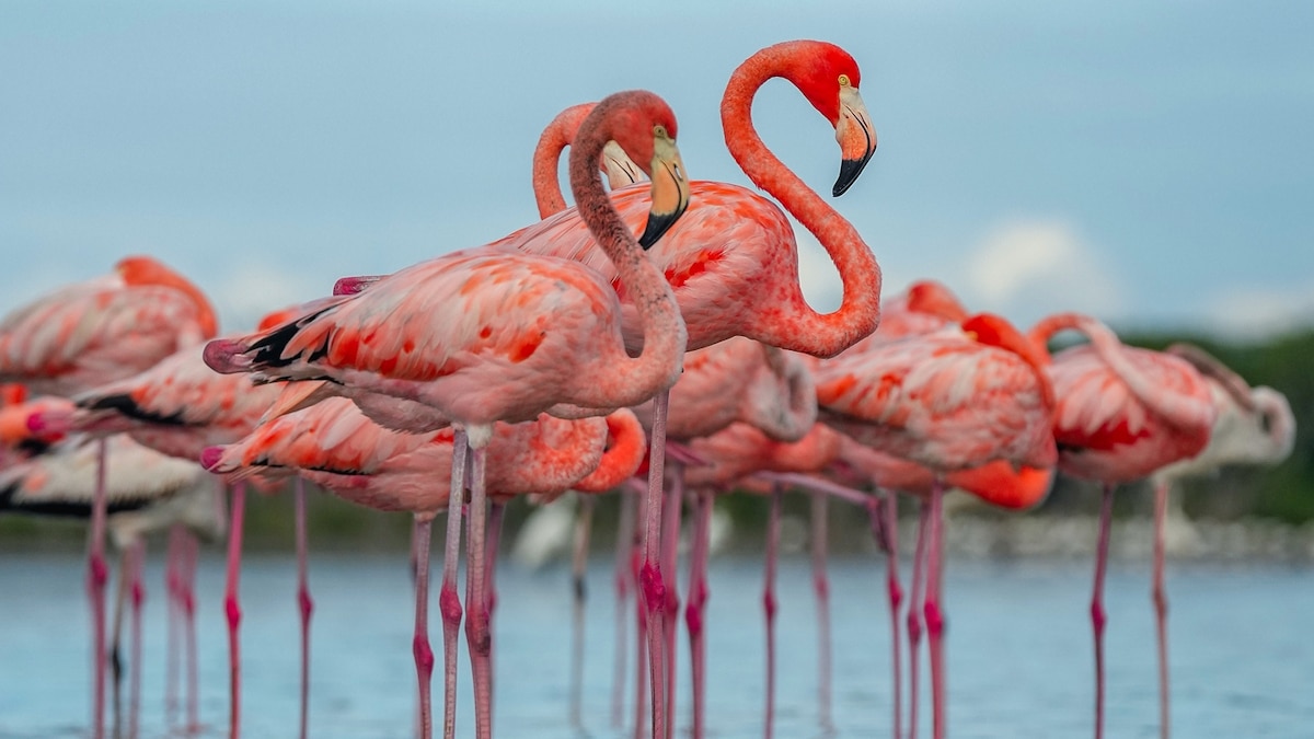 Florida’s flamingos are back. Here’s where to see them.