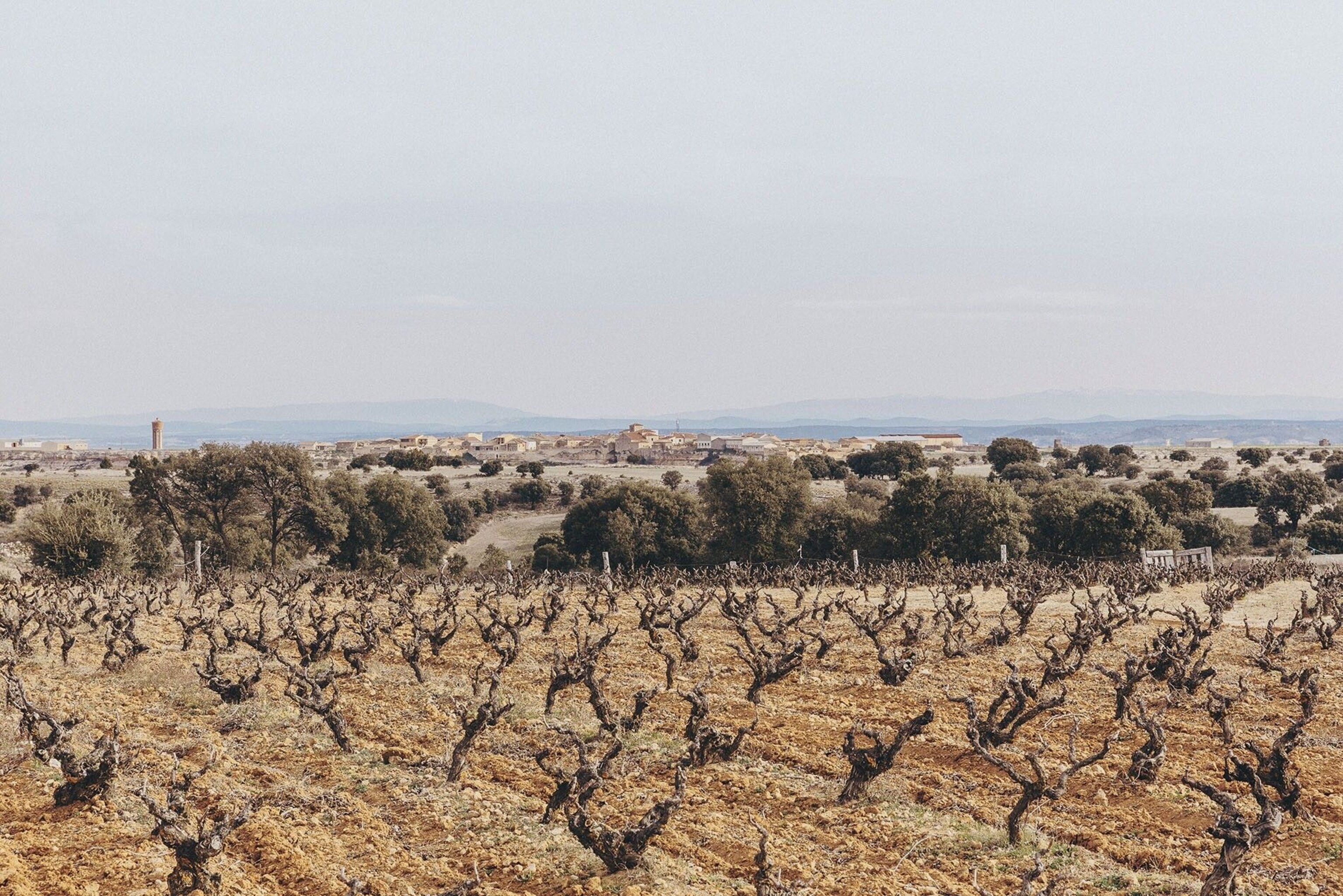 Ancient vines, some more than 180 years old, supply the grapes for the wine produced at the Bodega Dominio de Atauta.