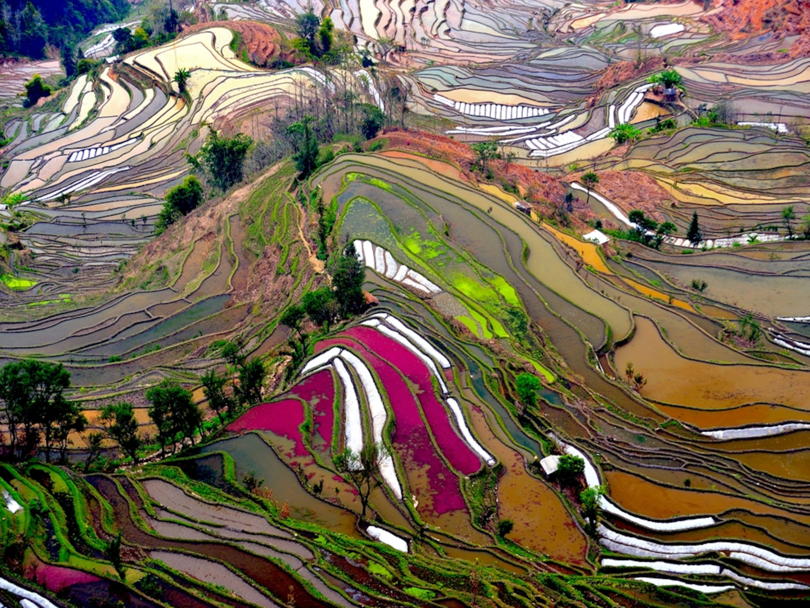 Aerial view of a colorful terraced rice field