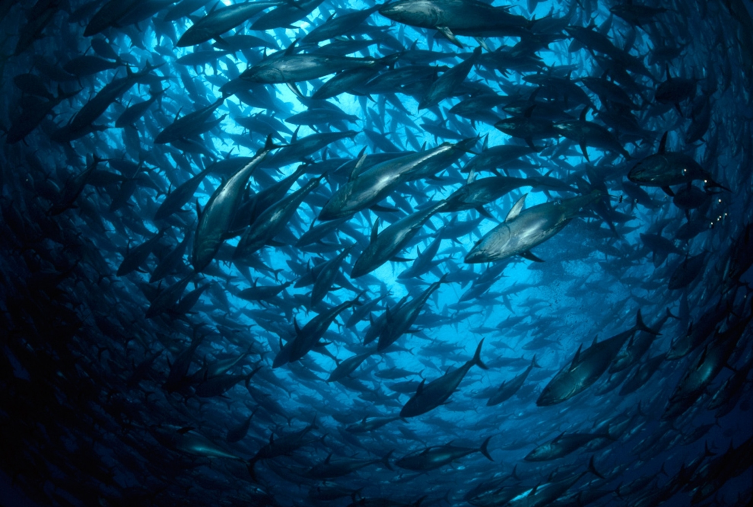 A school of southern bluefin tuna