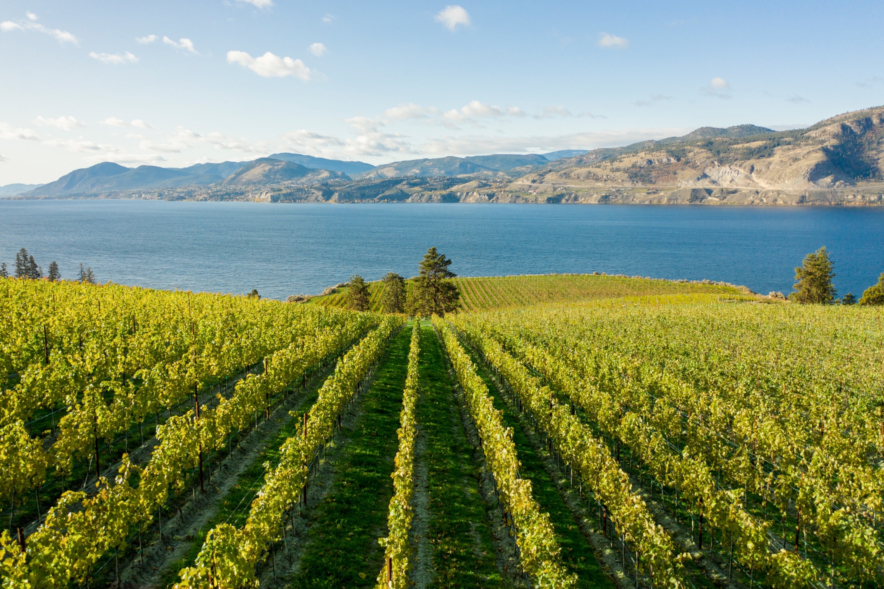 Grape vines at Mission Hill Family Estate, overlooking Okanagan Lake in Kelowna, British Columbia