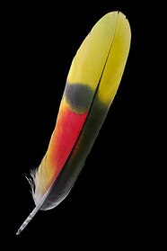 Red Parrot Feathers Red Parrot Feathers