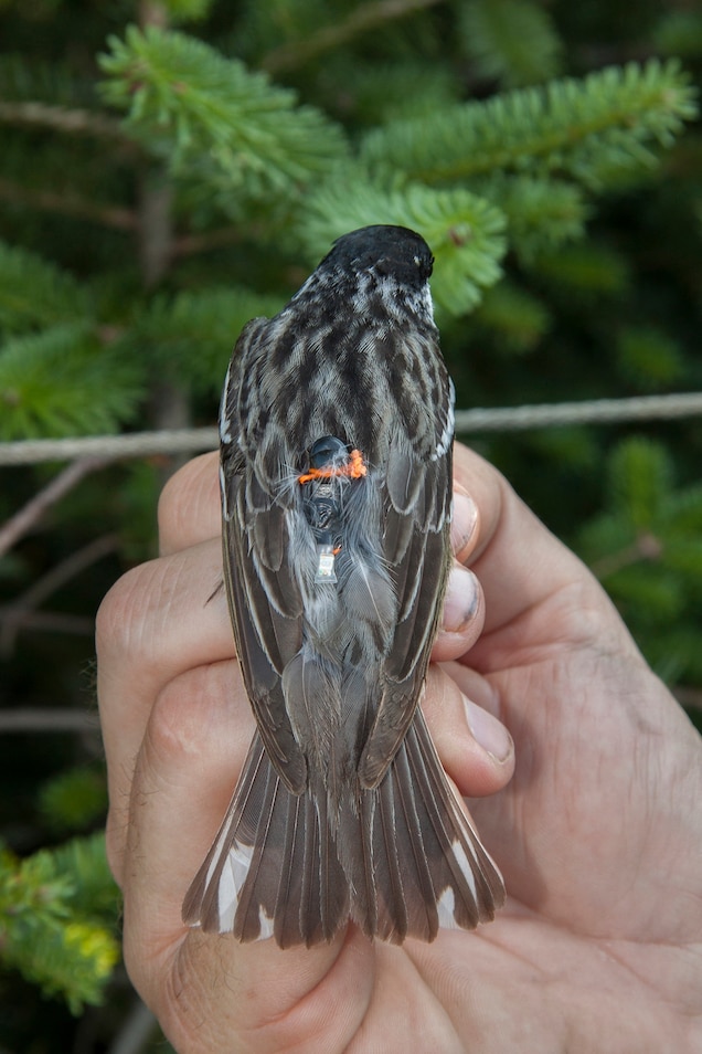 A lightweight tracking device called a geolocator allowed researchers to track blackpoll warbler flight paths - Photograph by Vermont Center for Ecostudies