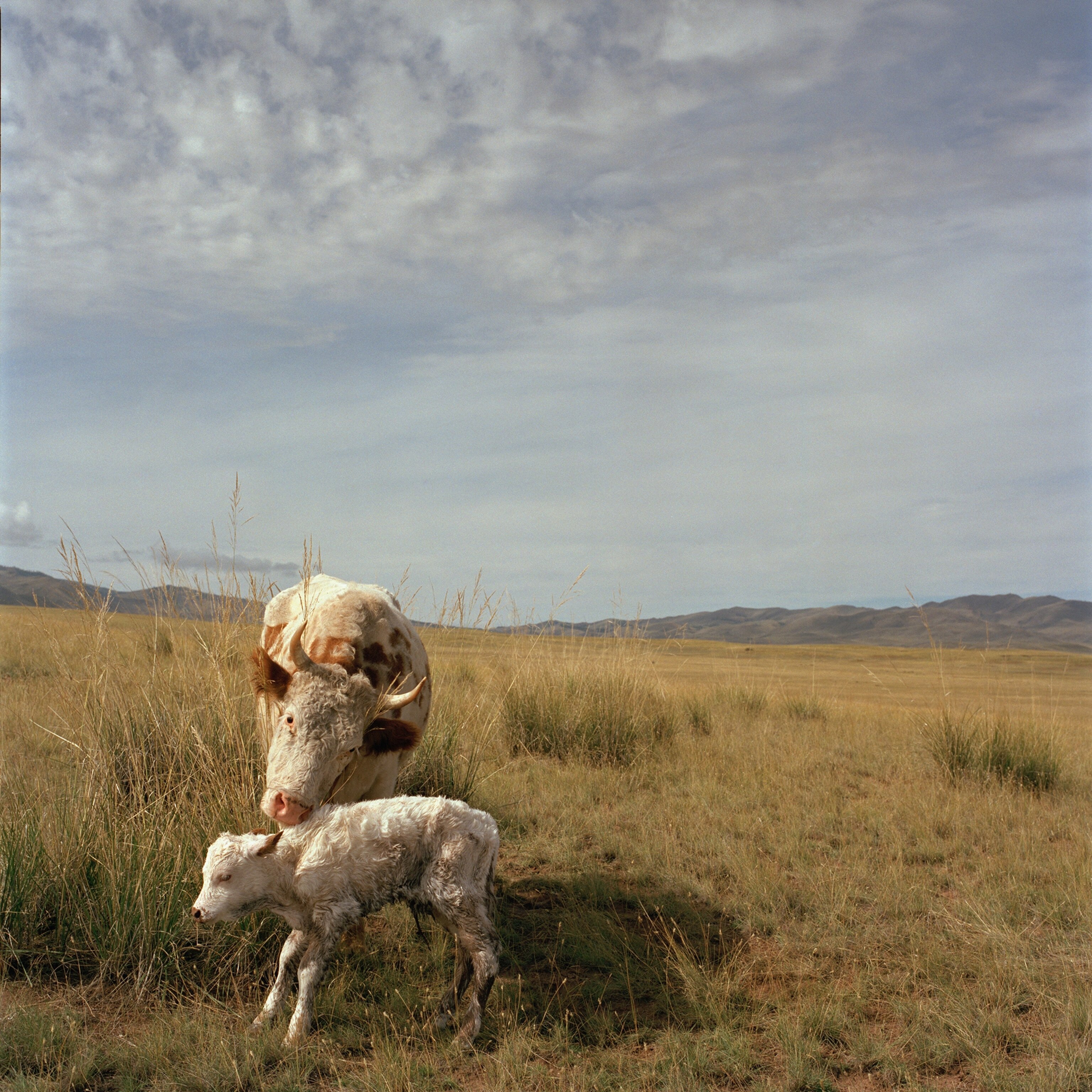 a yak mother with calf on the Siberian steppe