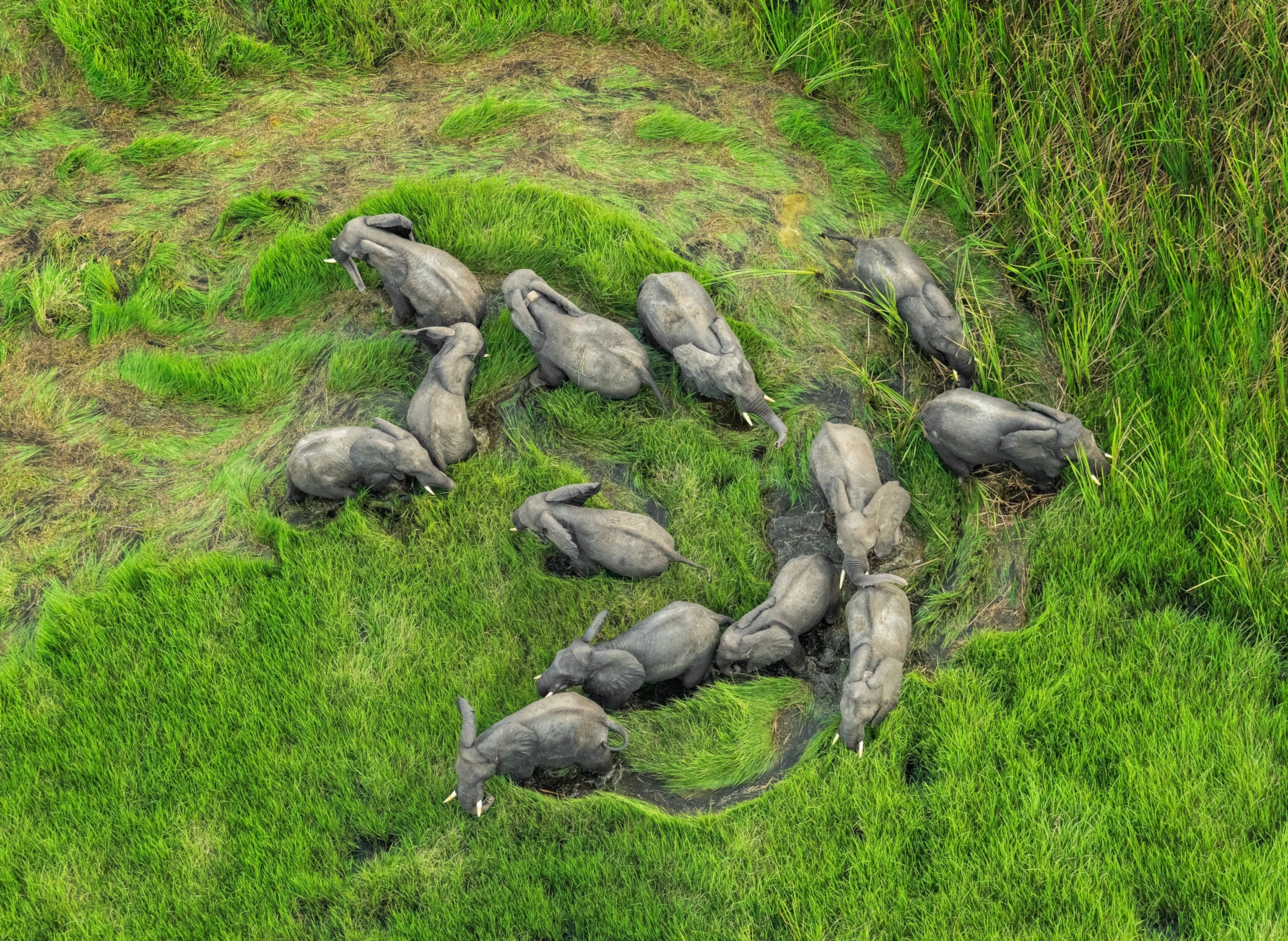A group of thirteen elephants stand close together wet, tall grass.