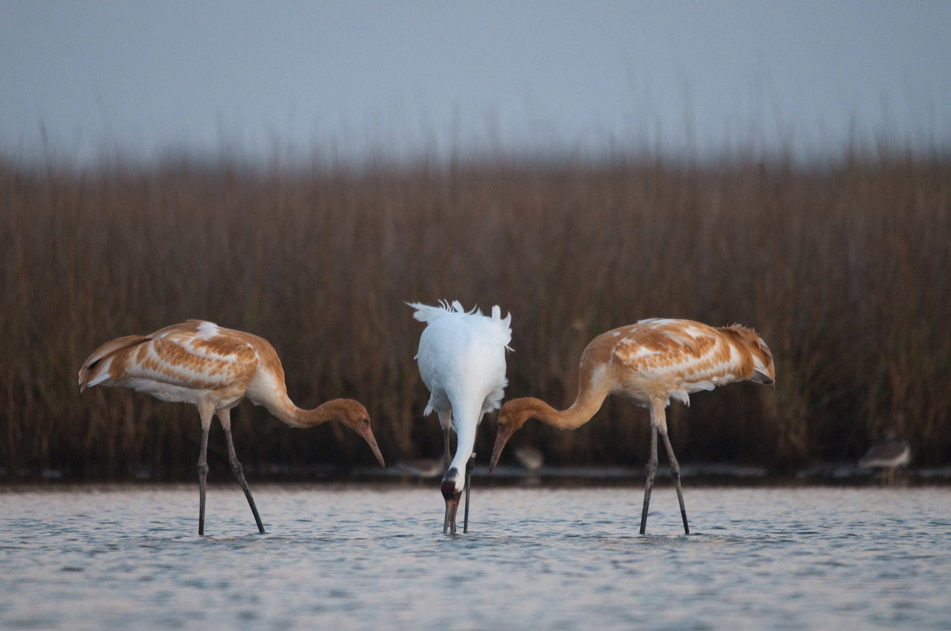 young cranes begging for crabs and clams from an adult
