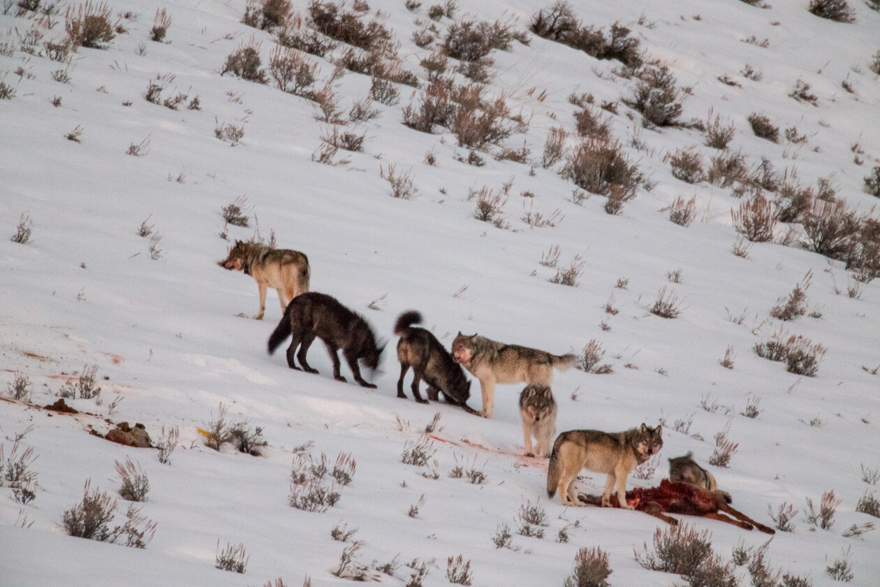 wolves eating a freshly killed elk in the snow