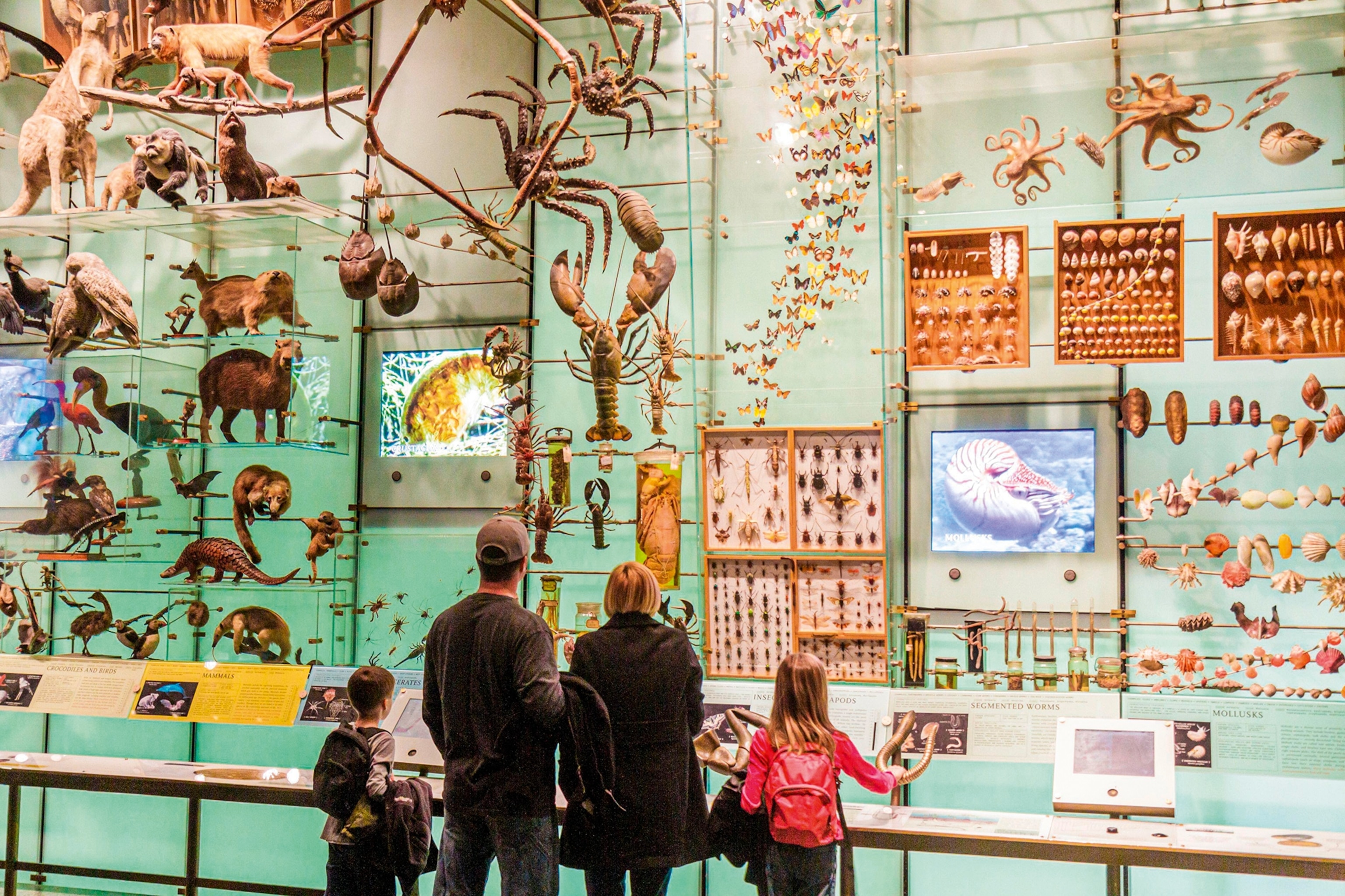 New York's American Museum of Natural History.