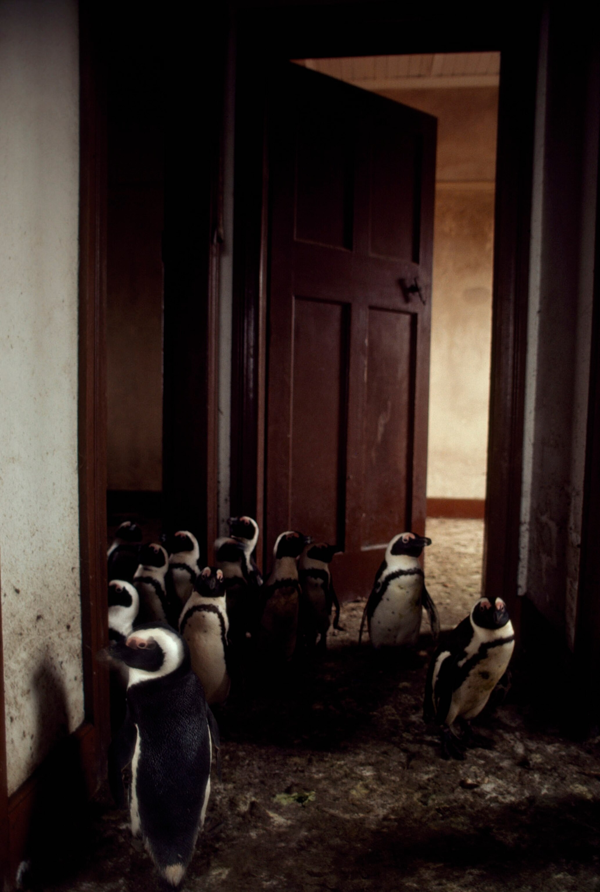 penguins in an abandoned house