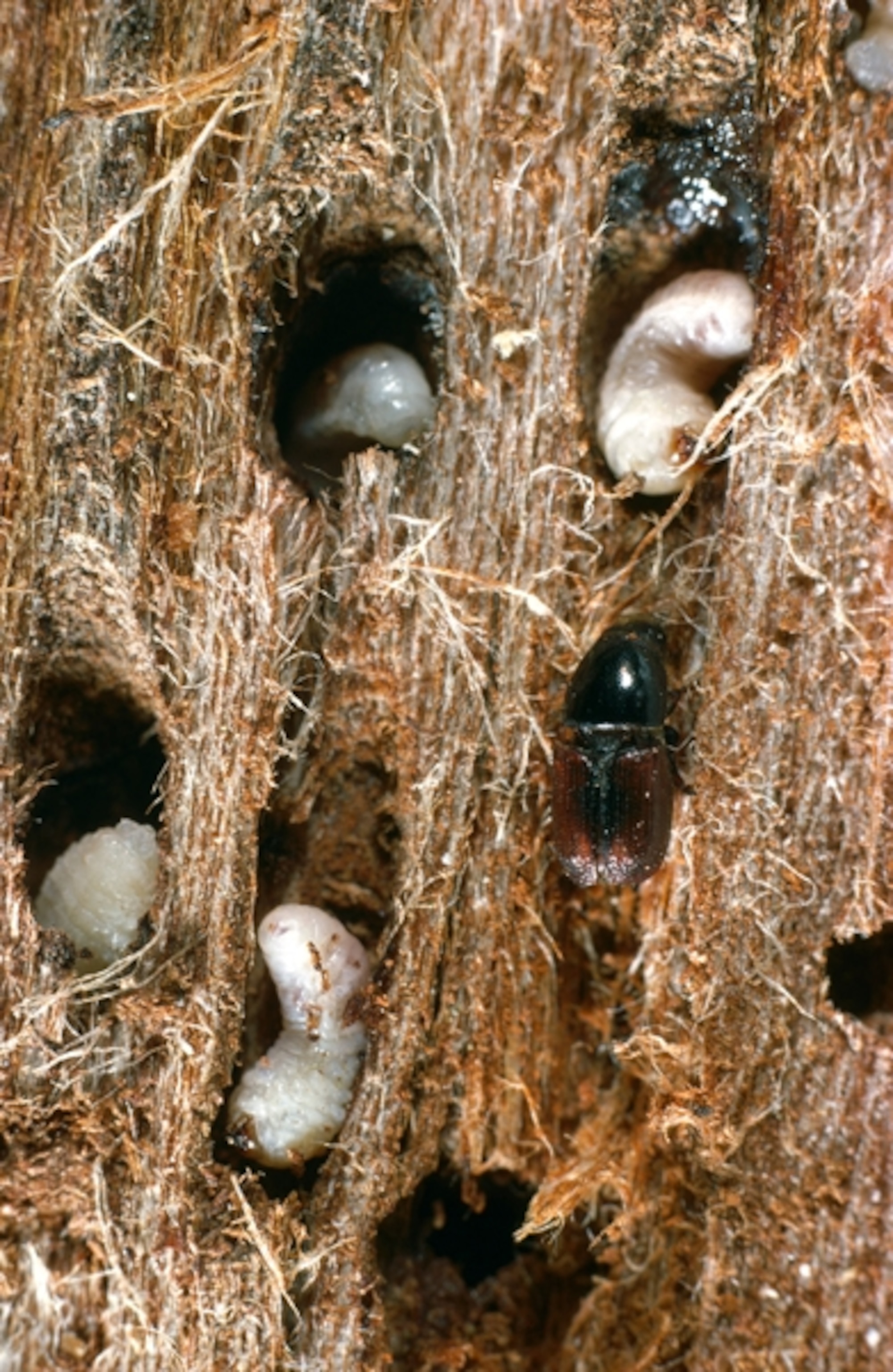 Large elm bark beetle picture - adult and larval large elm bark beetles