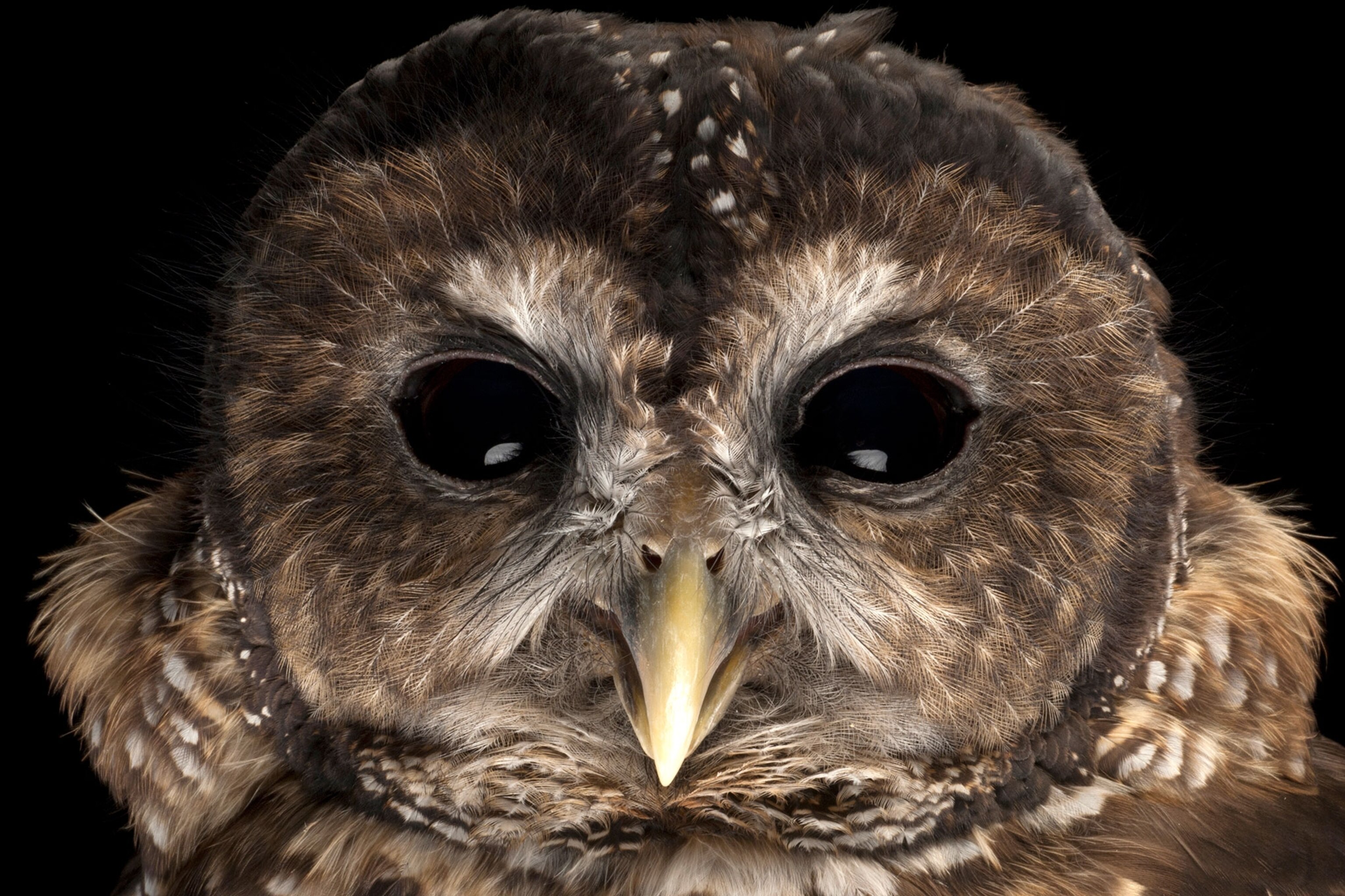 Ten Pictures of Superb Owls for the Super Bowl