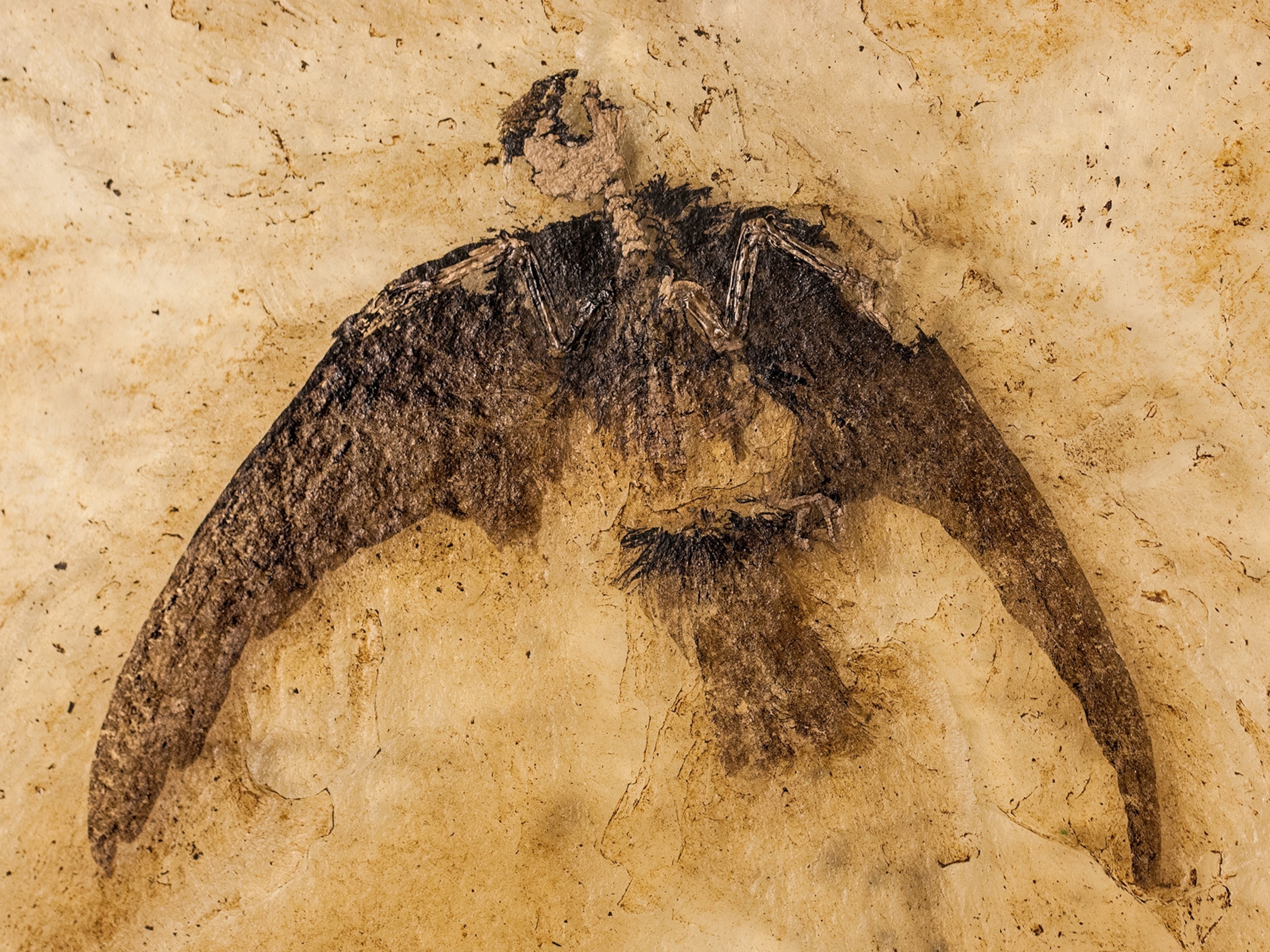 These Are The Dinosaurs That Didn T Die