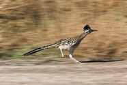 Animal Roadrunner