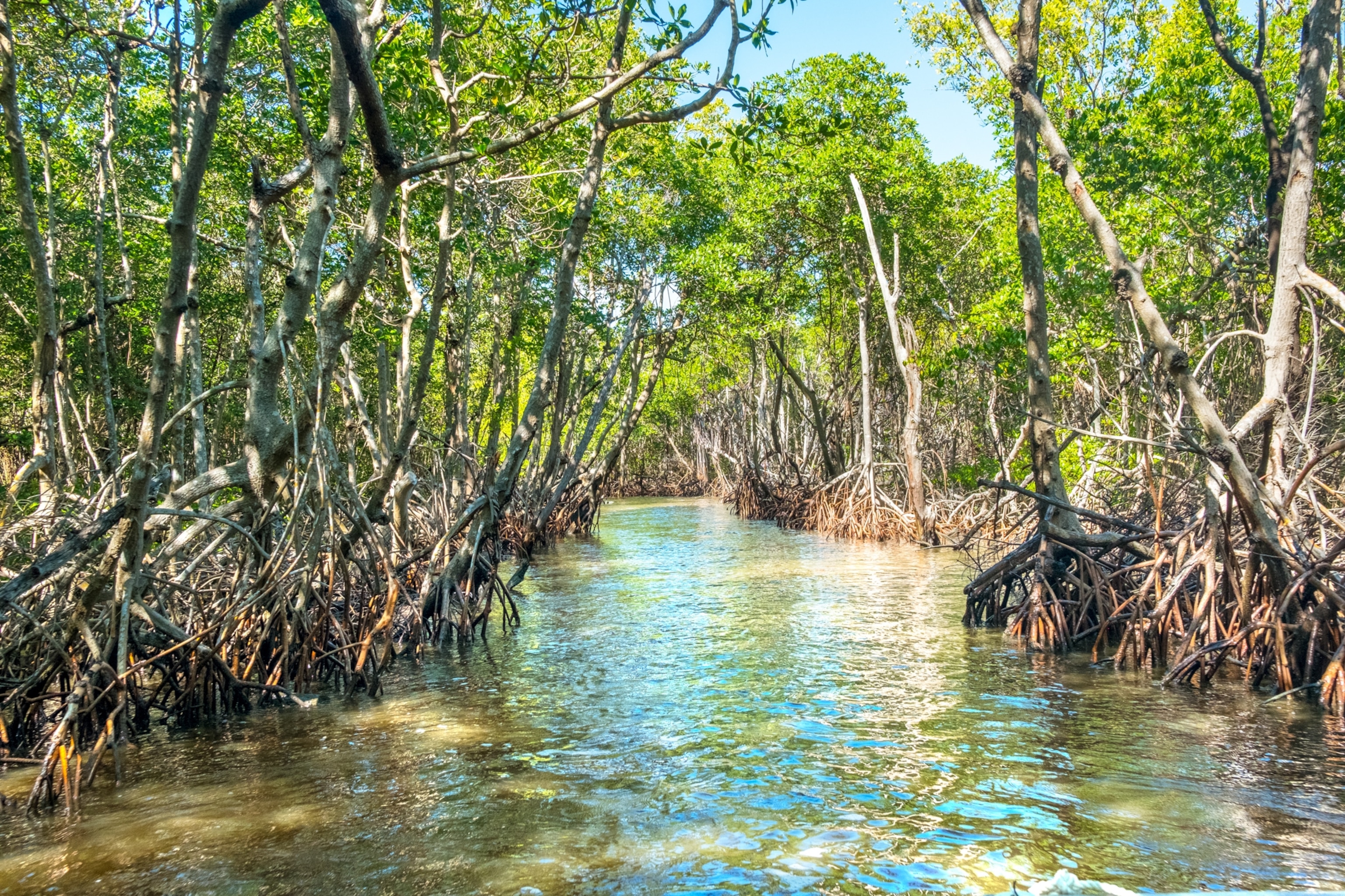 Mangrove forests line the winding Barron River in Everglades City, Florida.