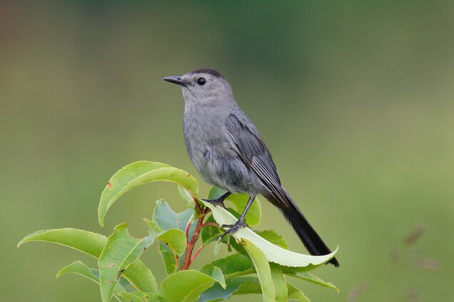 Gray Catbird National Geographic